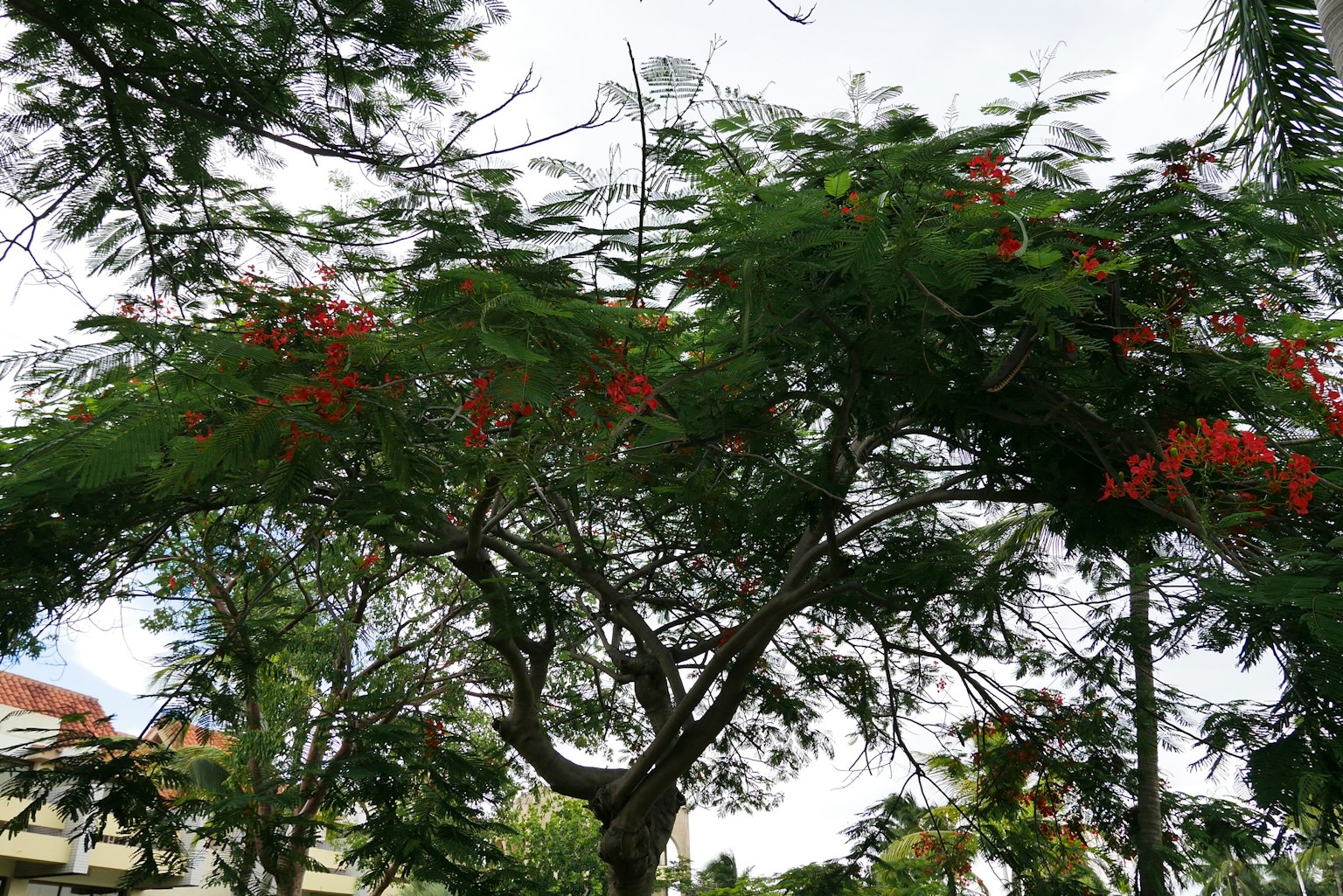 Vista di un albero con foglie verdi e fiori rossi
