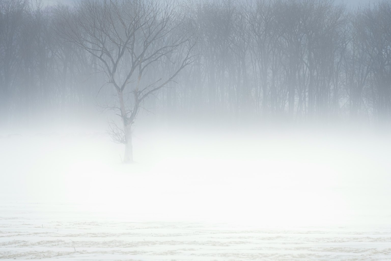 Un arbre solitaire dans un épais brouillard avec un paysage enneigé