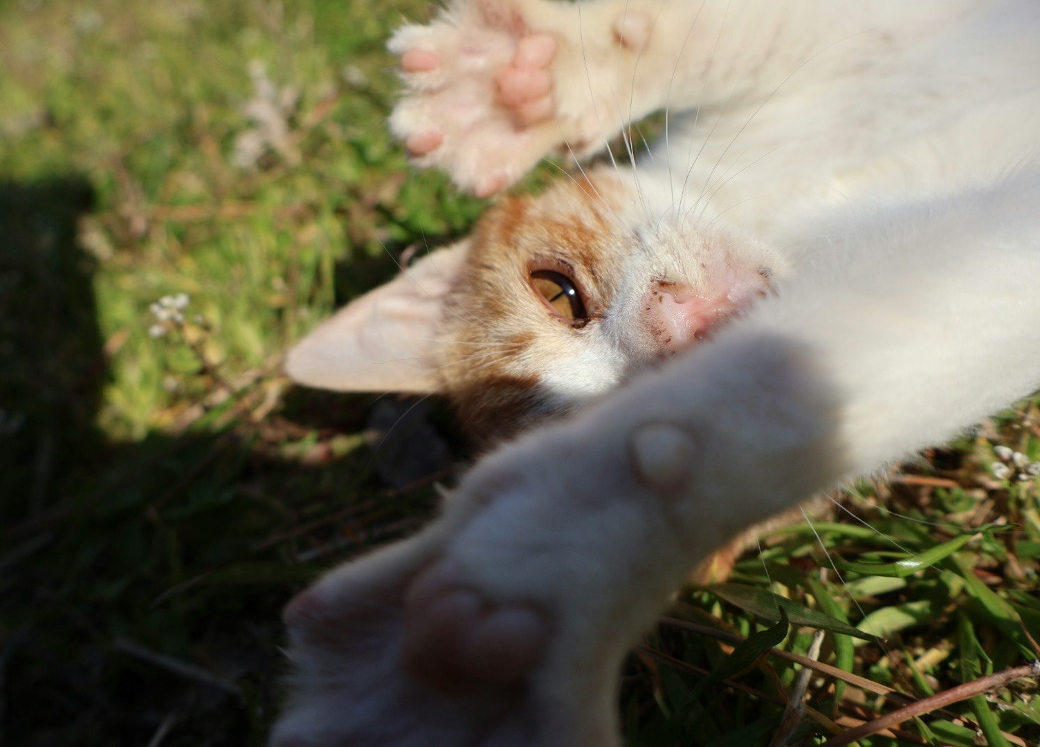 kittens playing in the grass