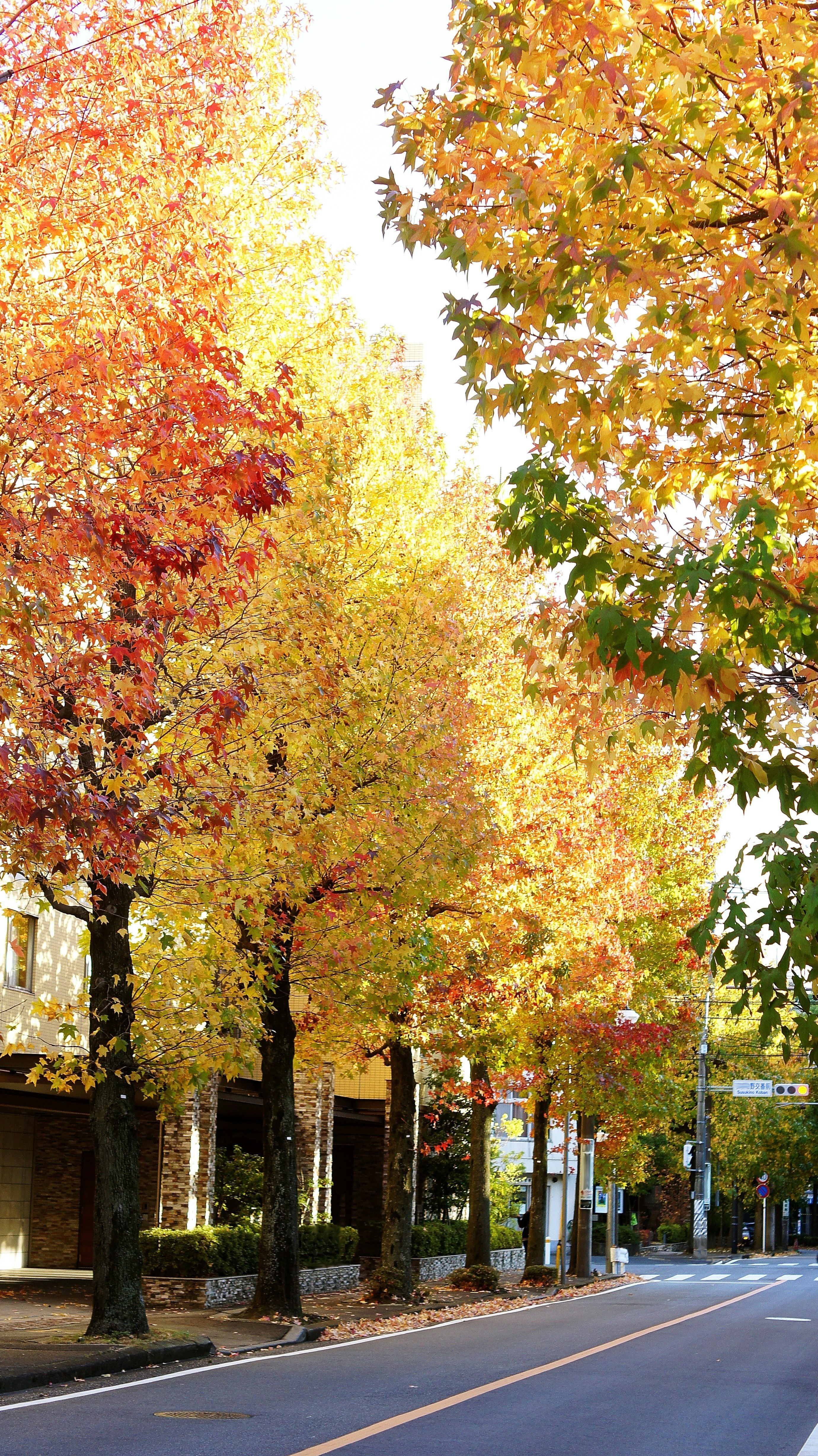 紅葉の並木道を走る街路樹のある通り