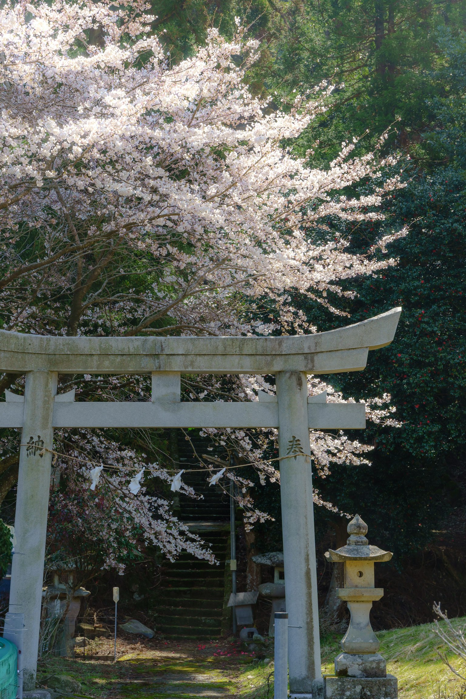 Malersicher Blick auf ein Torii mit blühenden Kirschbäumen