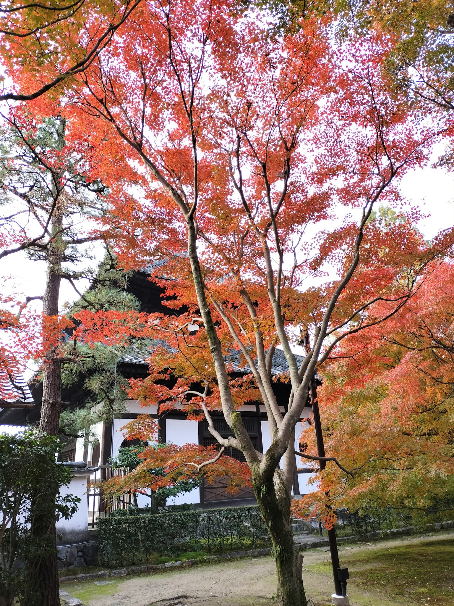 Scenic view of a Japanese garden with vibrant autumn foliage