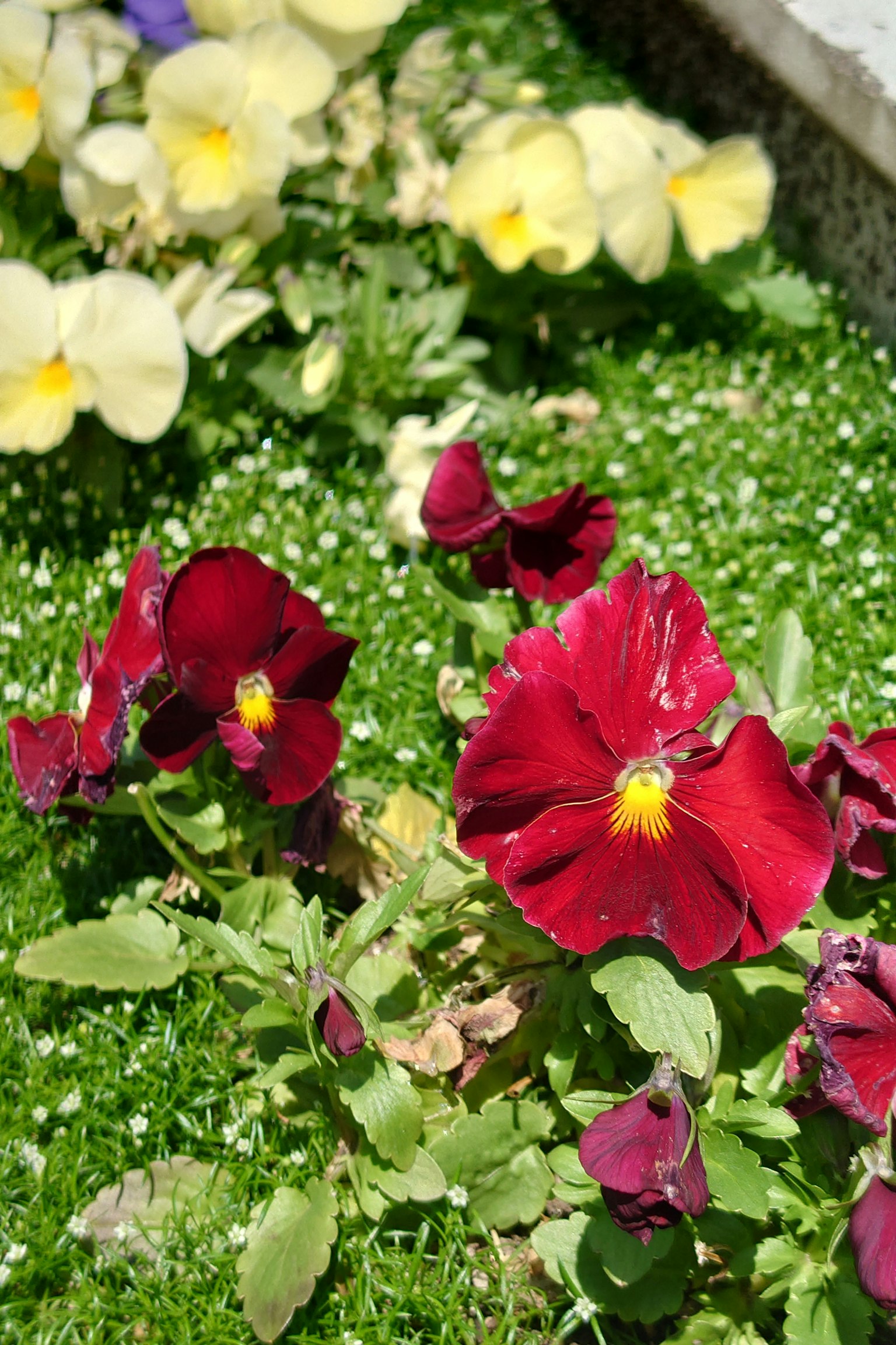 Pansy merah cerah dan bunga kuning mekar di antara rumput hijau