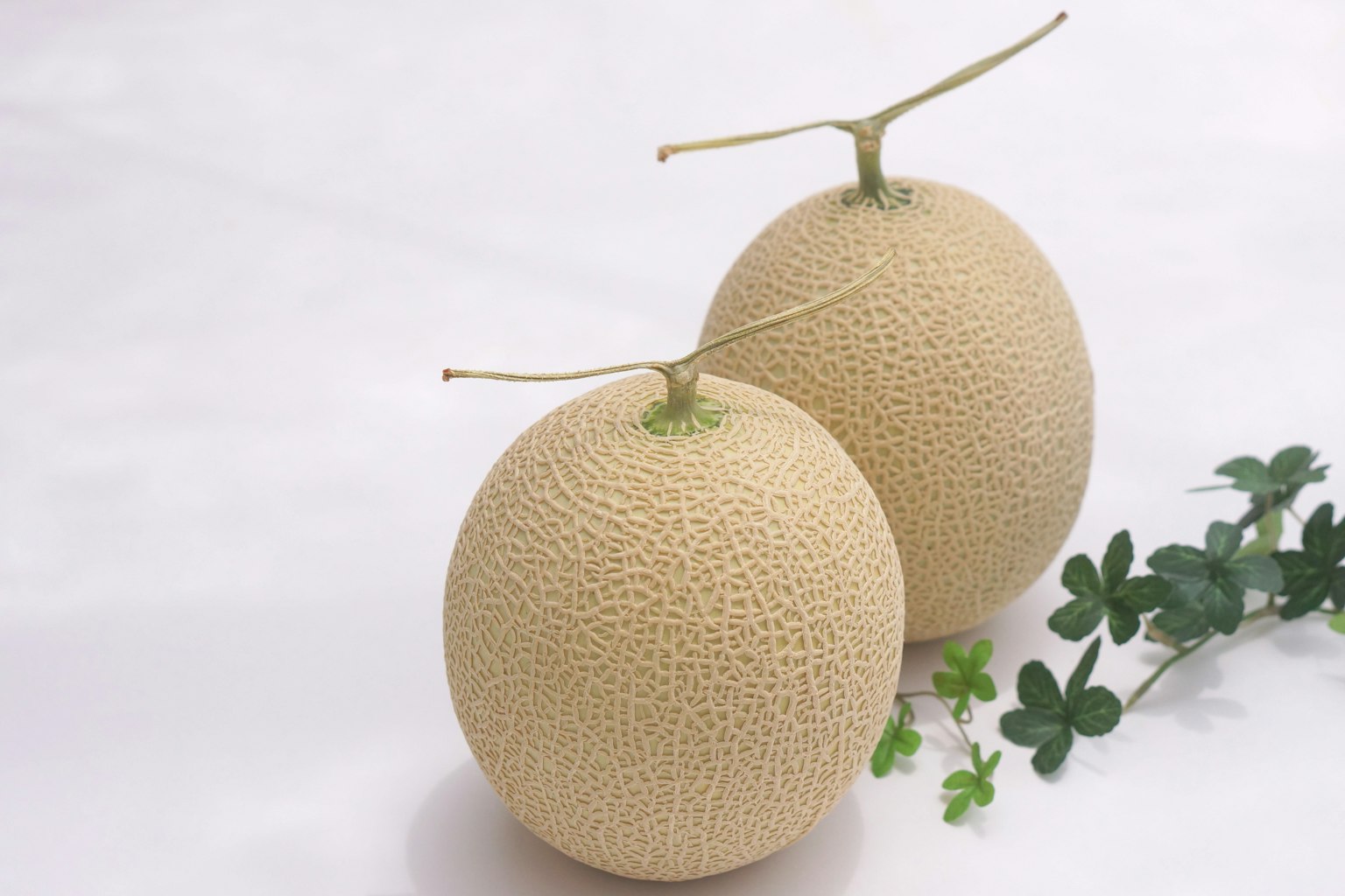 Two melons placed on a white background