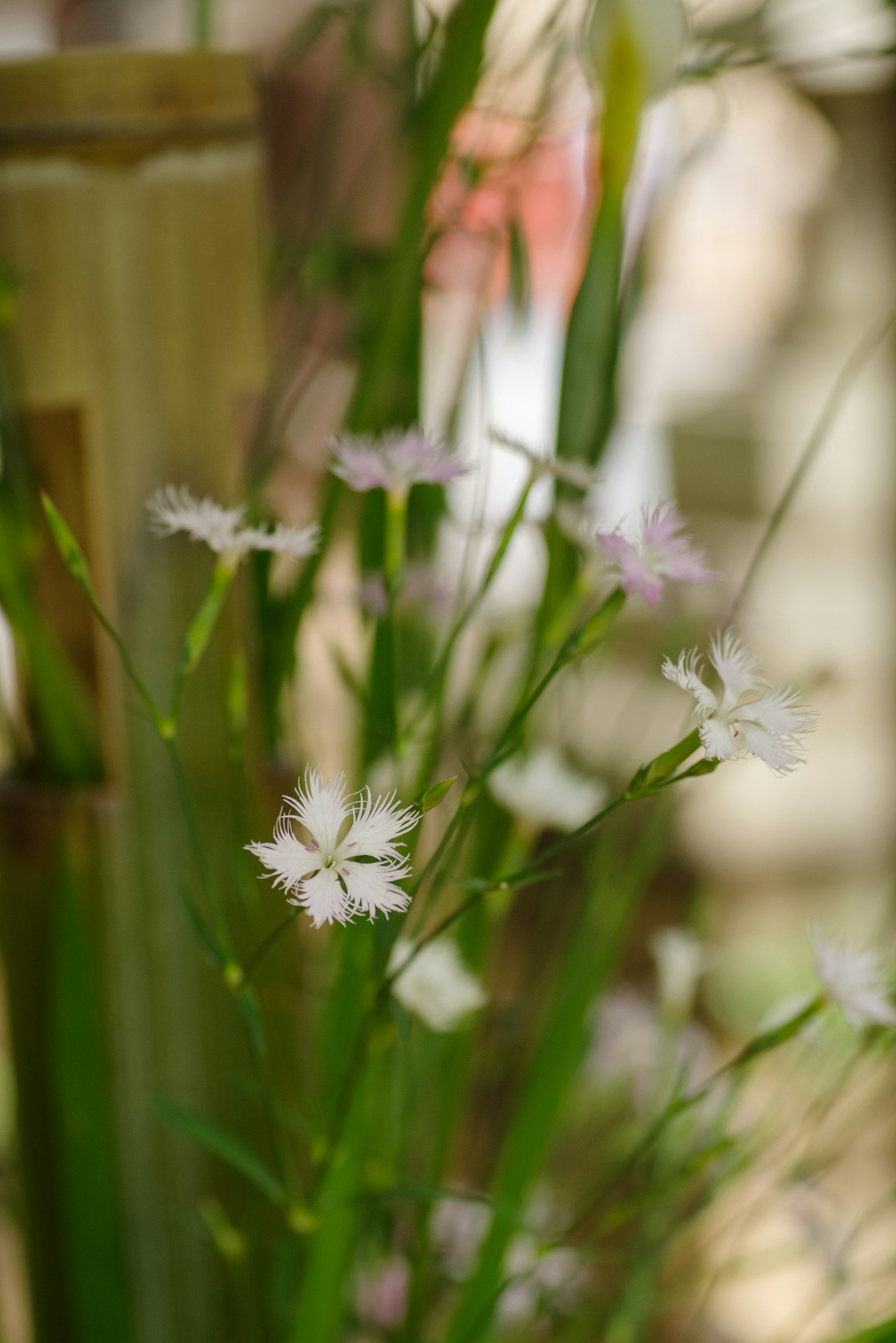 Natural scene featuring delicate pink flowers and green leaves
