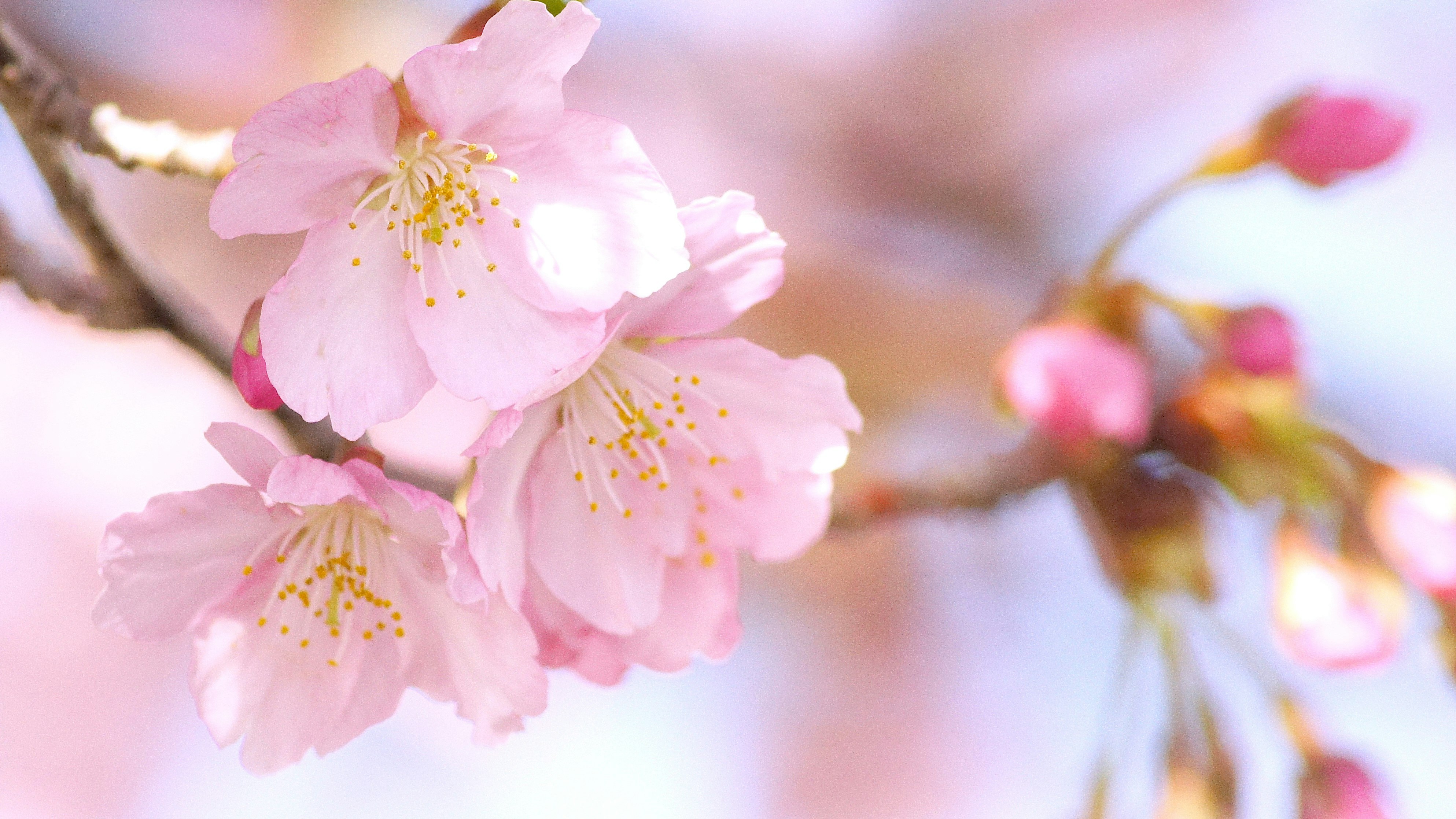 河津桜の花びらが咲き誇る春のクローズアップ