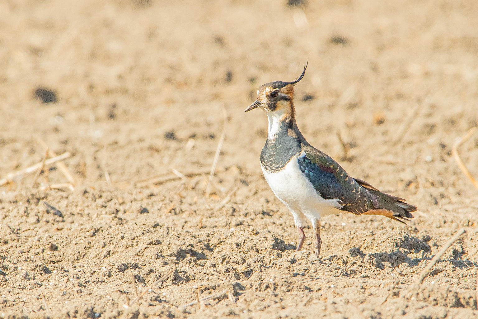 A northern lapwing standing on dry ground
