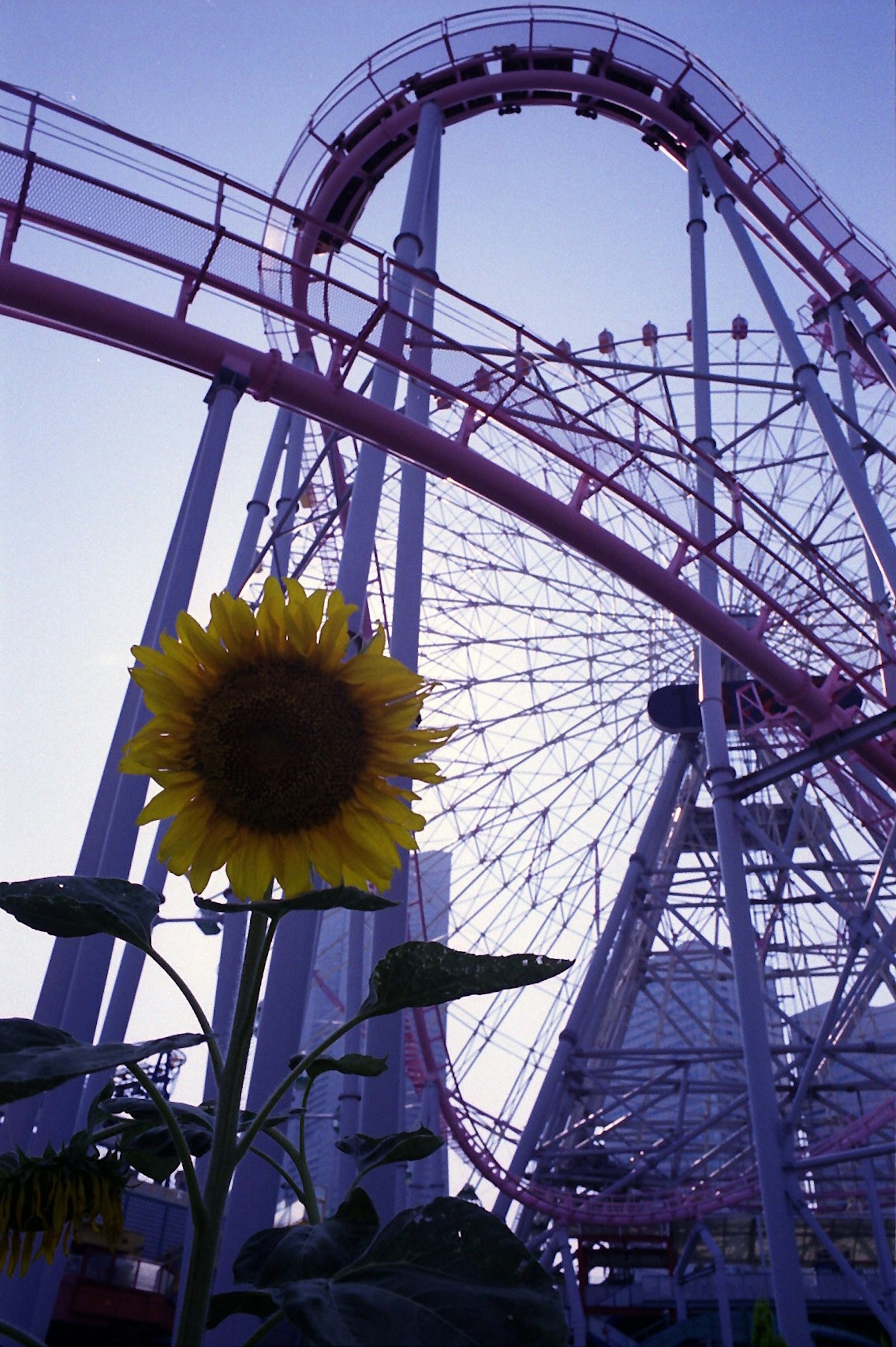 Sunflower in front of a roller coaster and ferris wheel