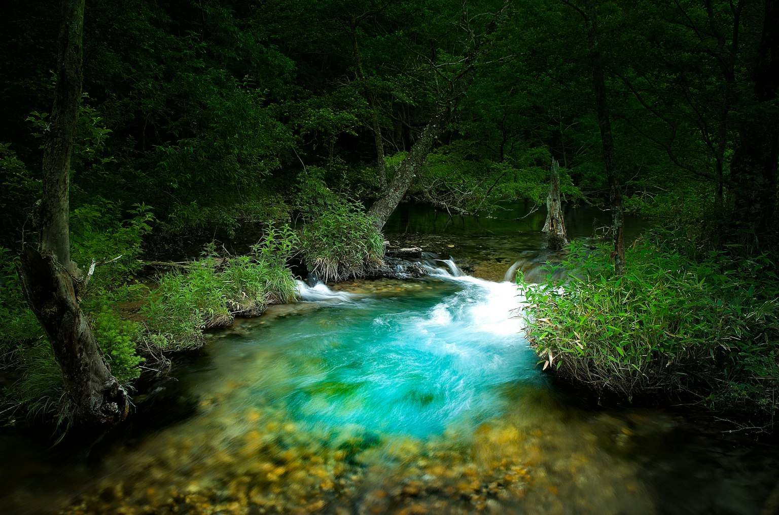 ลำธารสีน้ำเงินใสไหลผ่านป่าเขียว