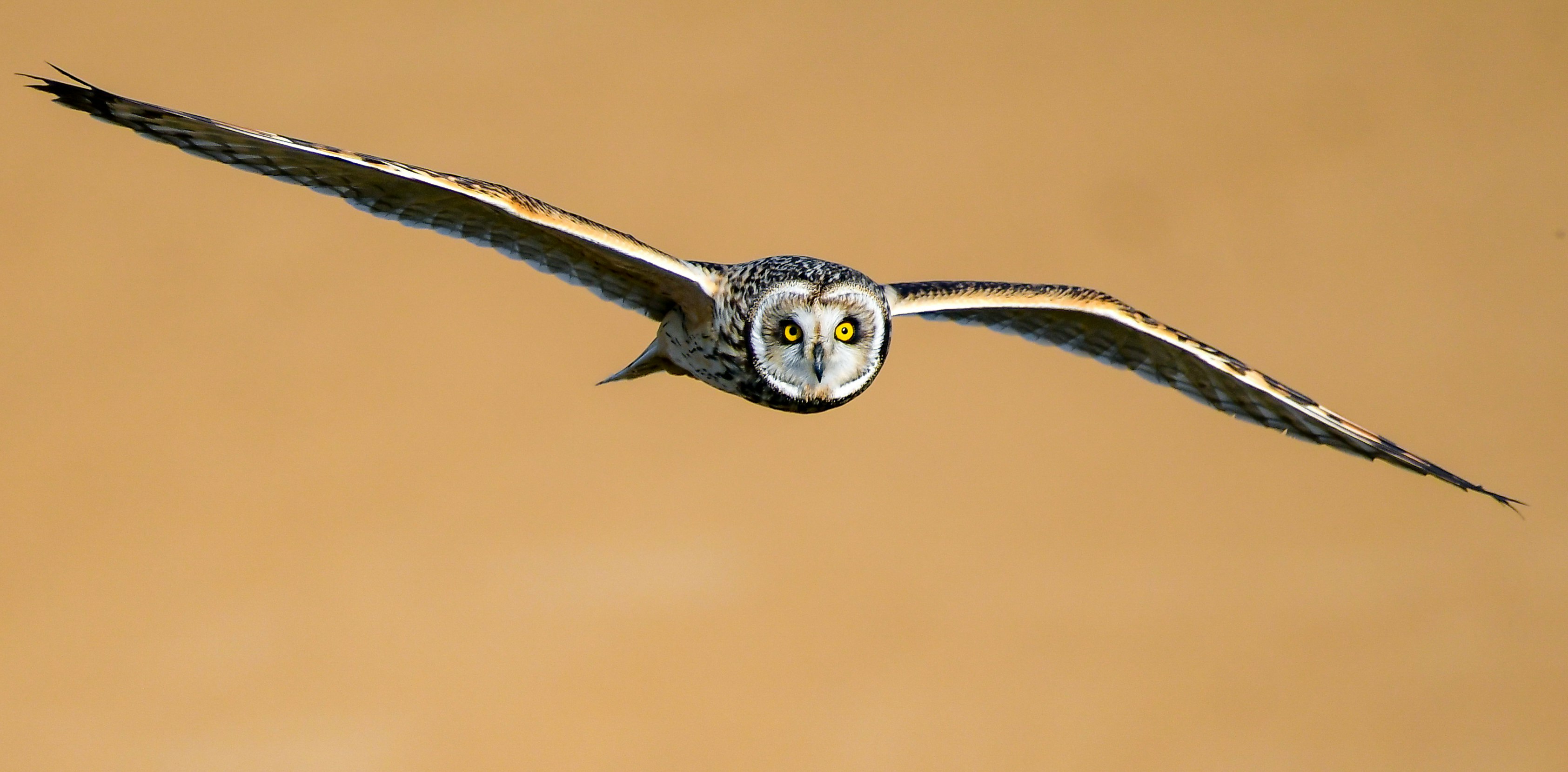 Allocco di palude in volo