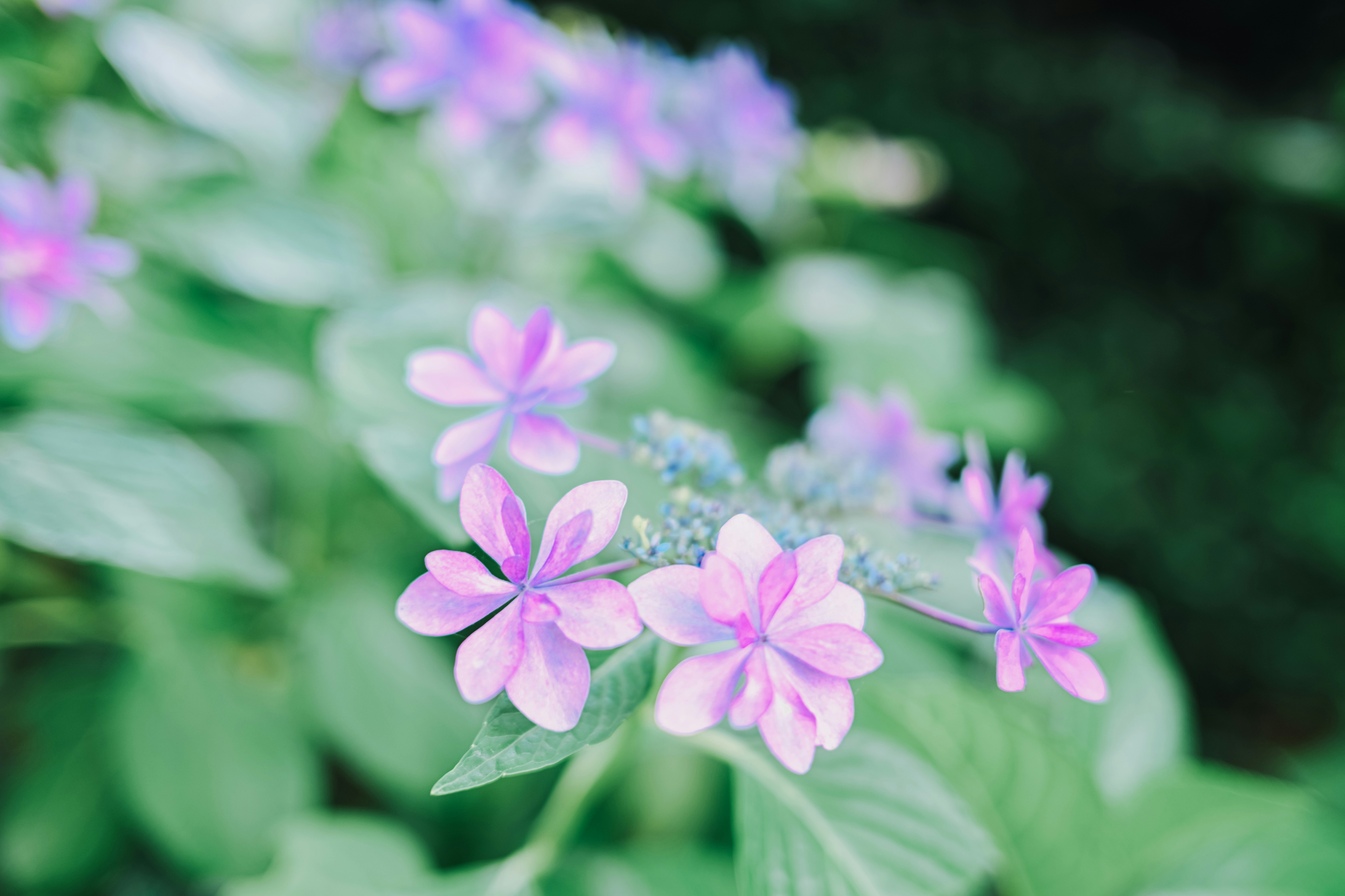 ピンクの花が咲くボケのある庭の花畑