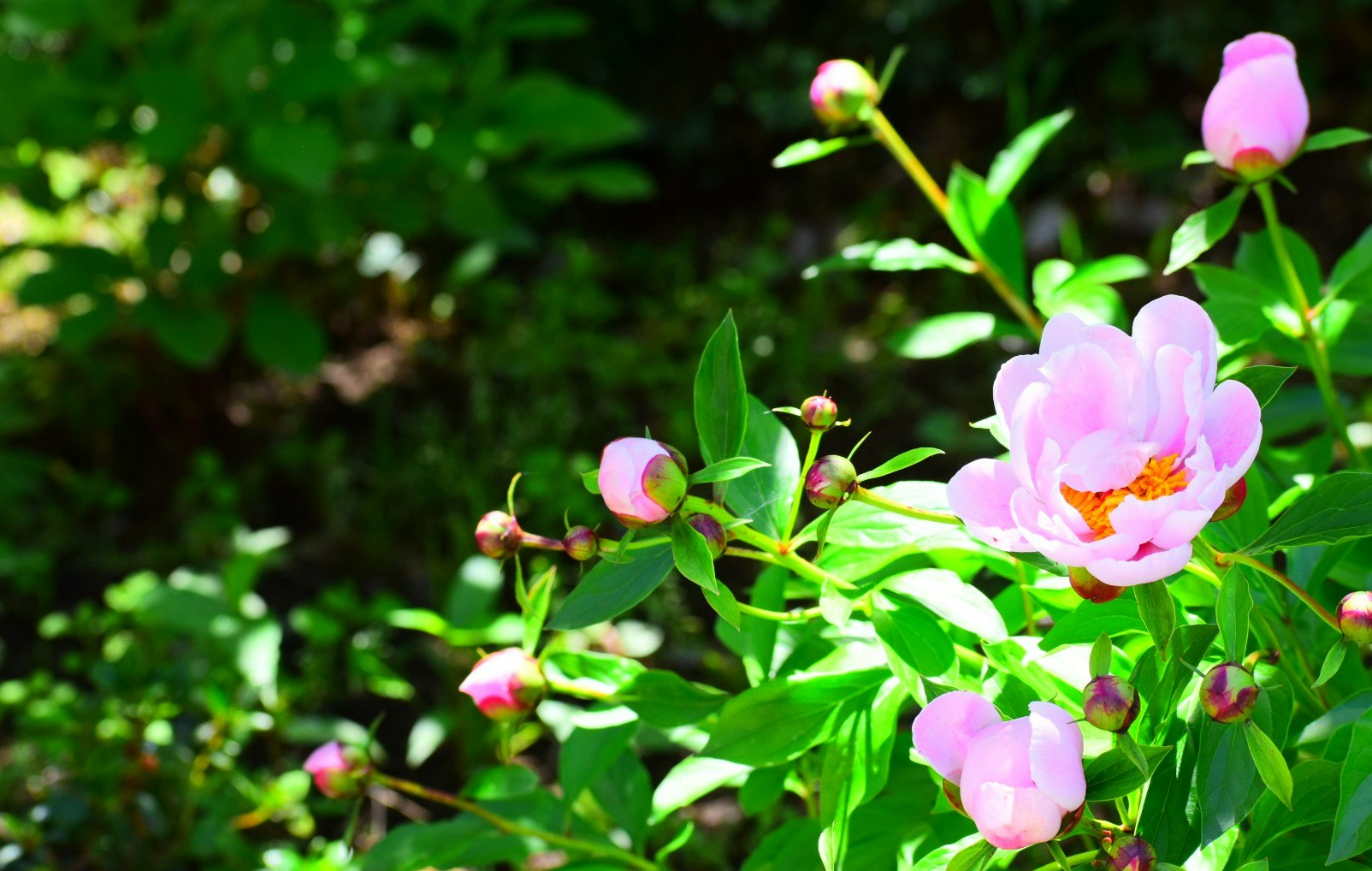 沢山のシャクヤクが咲く庭の花畑