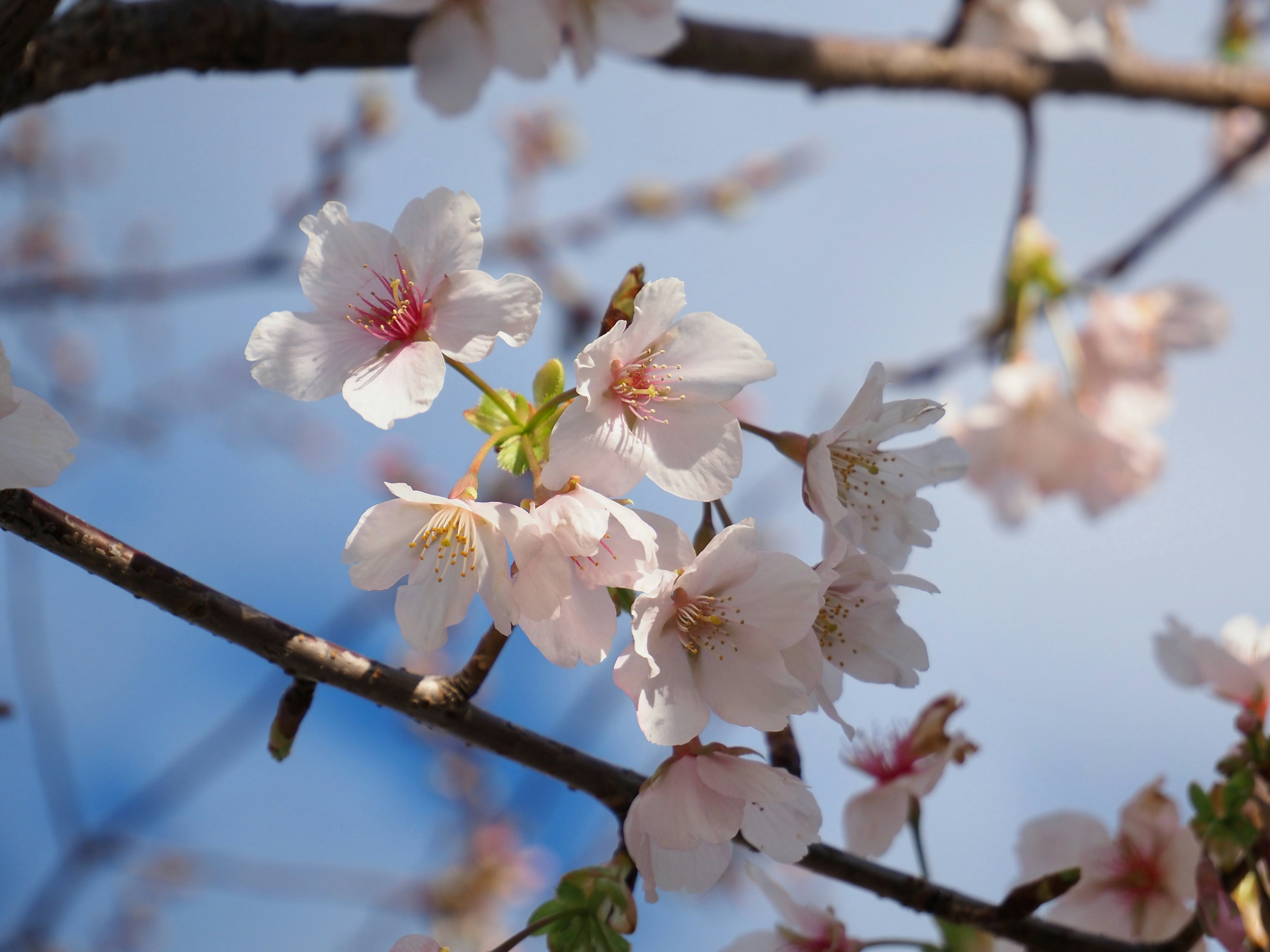 Cherry blossoms on tree branches against a blue spring sky