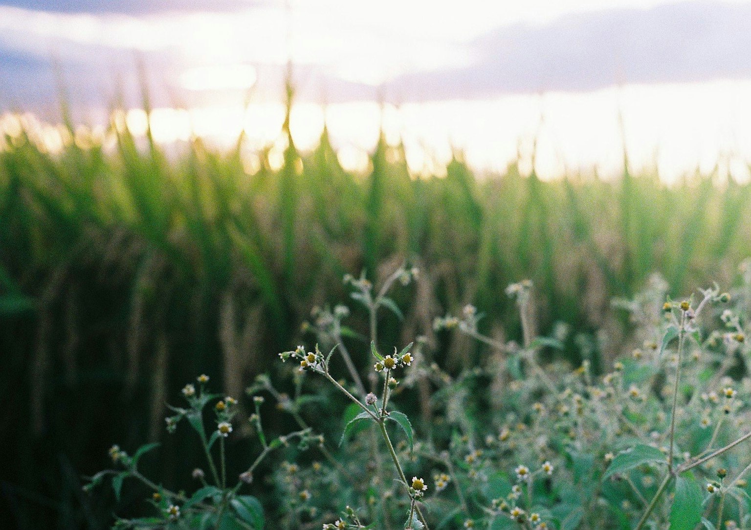 Sunset-lit rice field with small flowers in the foreground