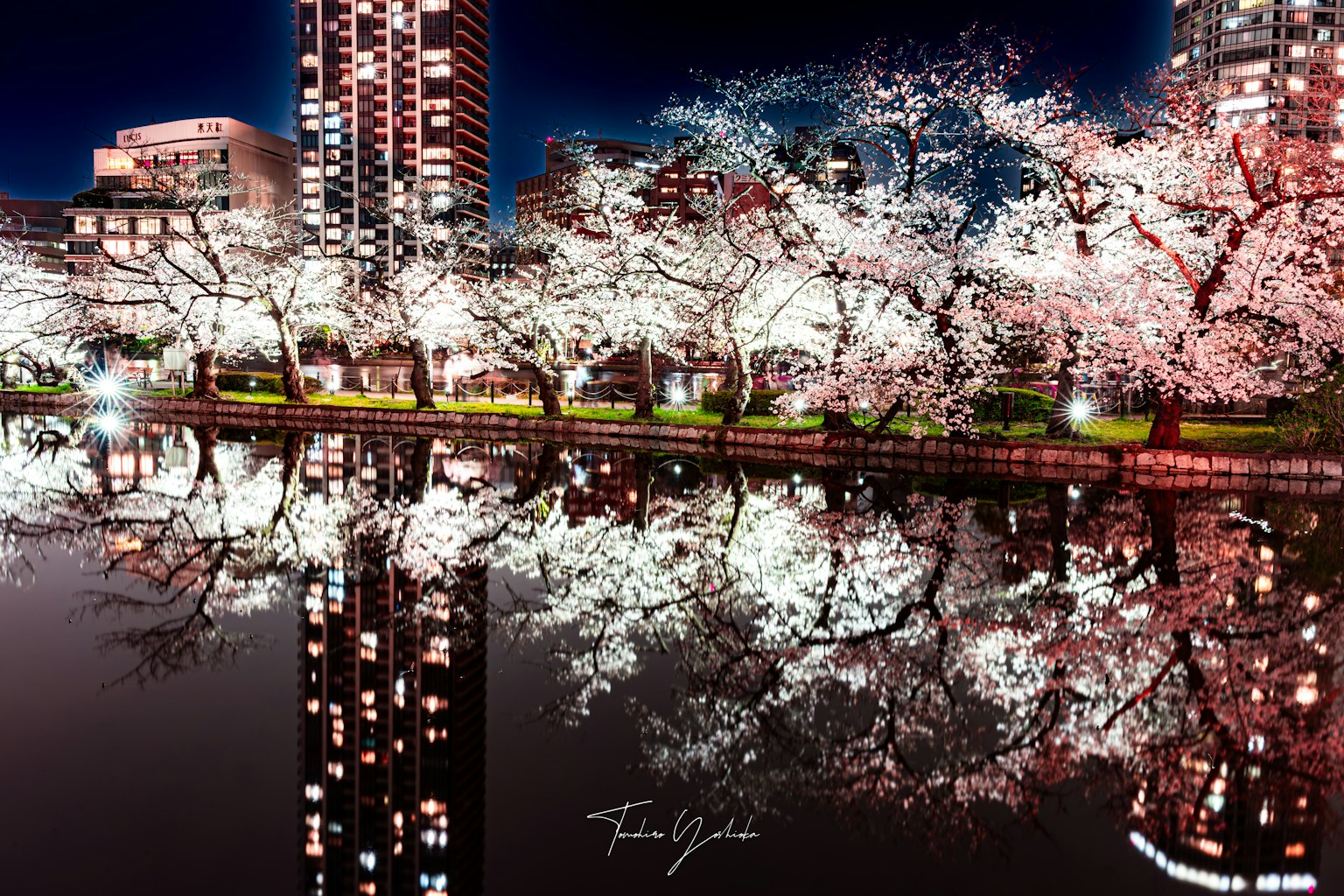 夜桜の美しい景色と水面に映る桜の花がある都市の風景
