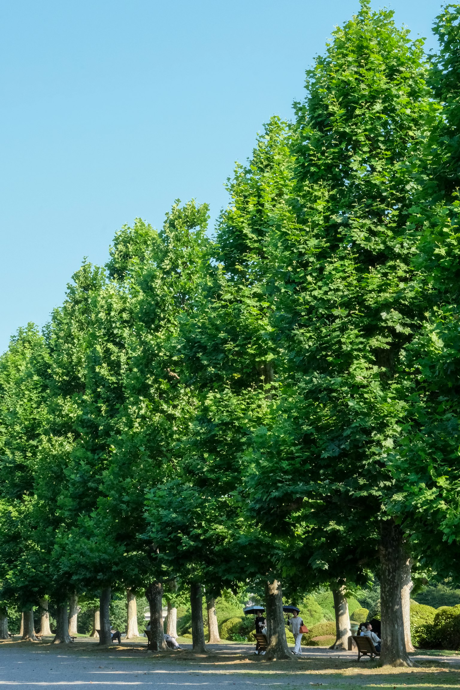 Una fila di alberi verdi rigogliosi sotto un cielo blu chiaro
