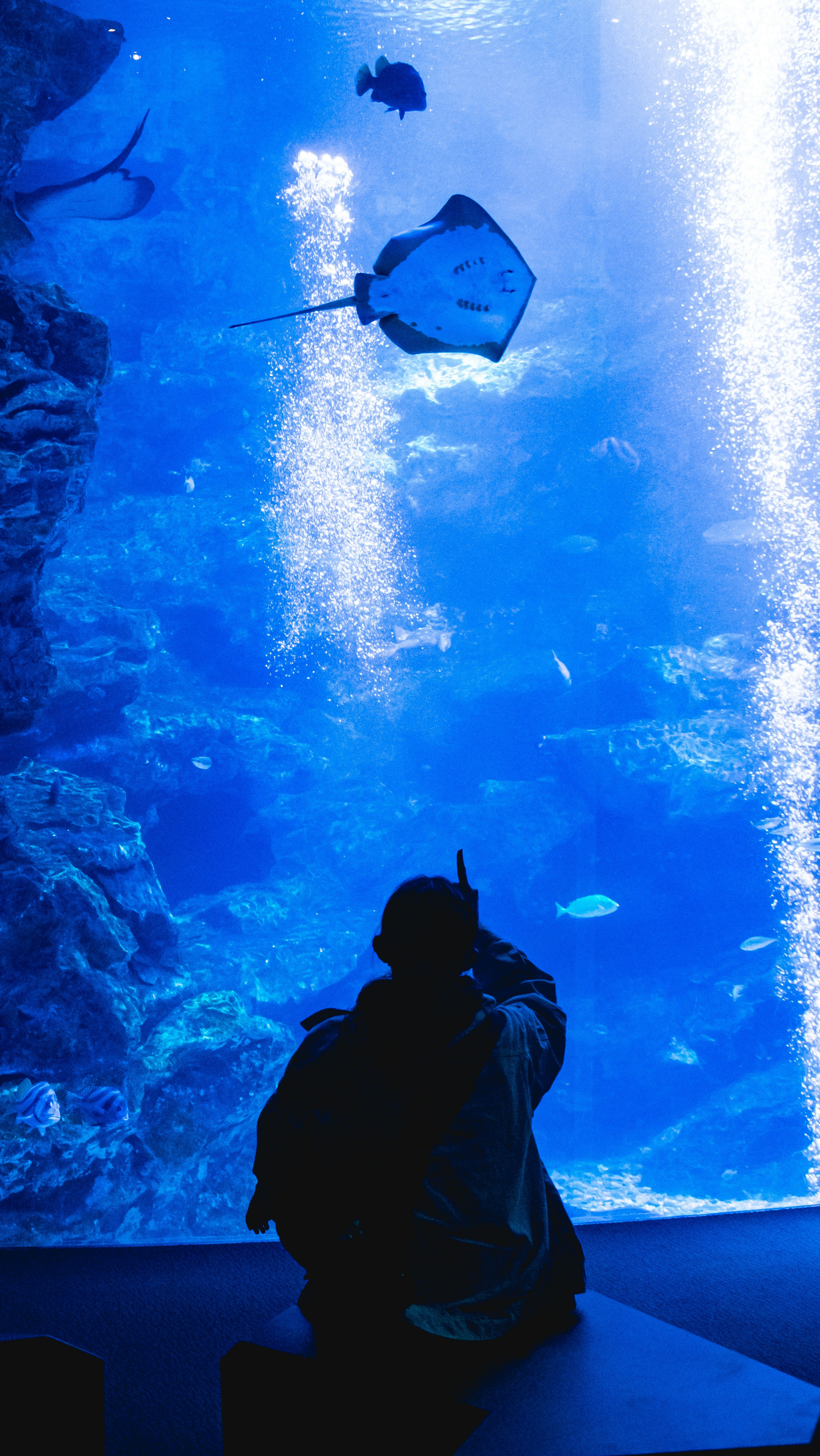 Silhouette d’une personne regardant une raie dans un grand bassin bleu