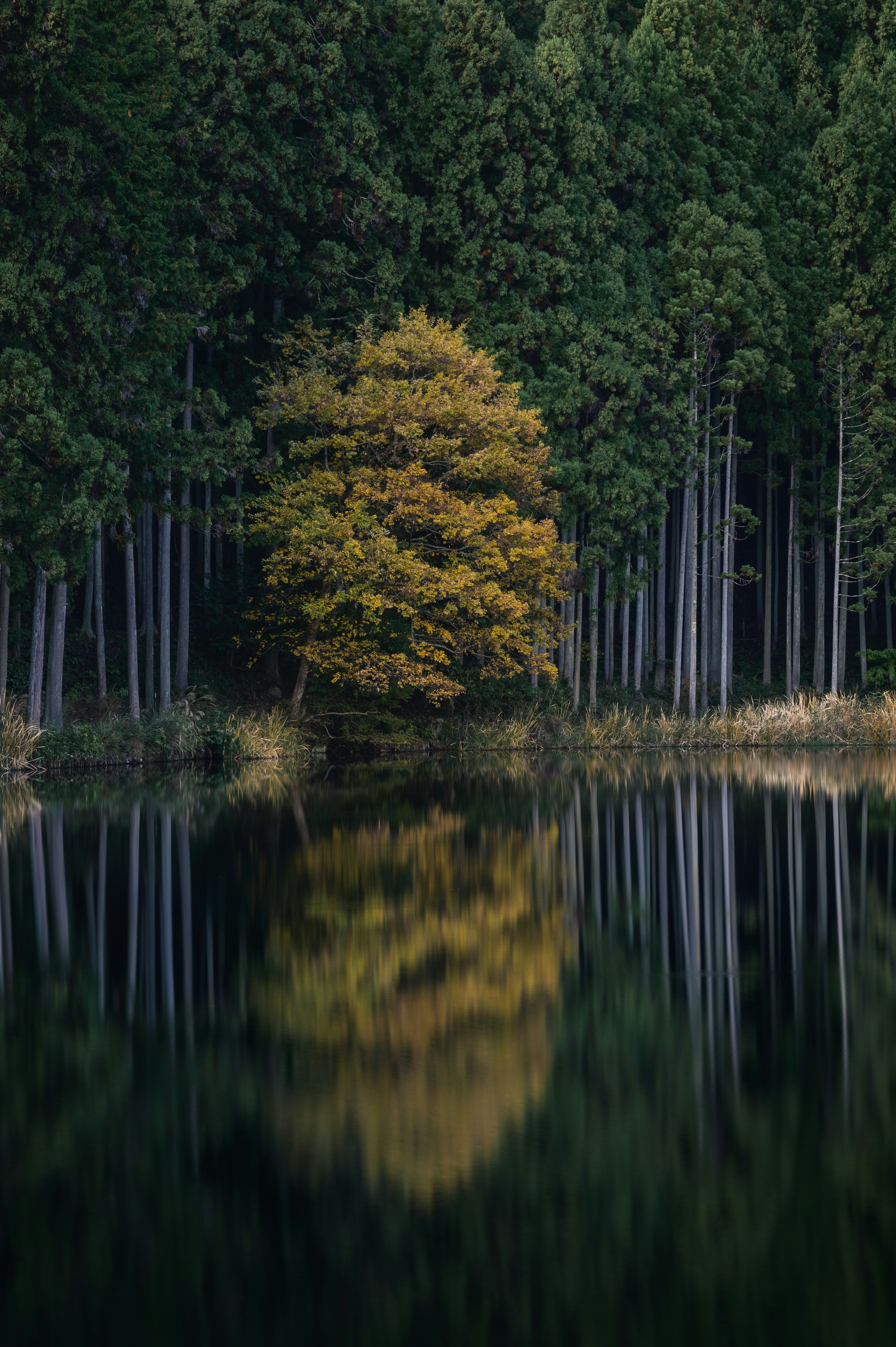 Un paesaggio tranquillo di foresta con alberi riflessi in acqua ferma