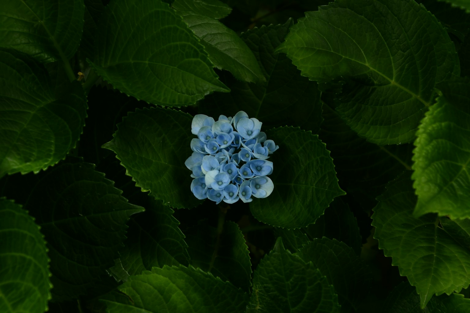 绿叶中蓝花的特写