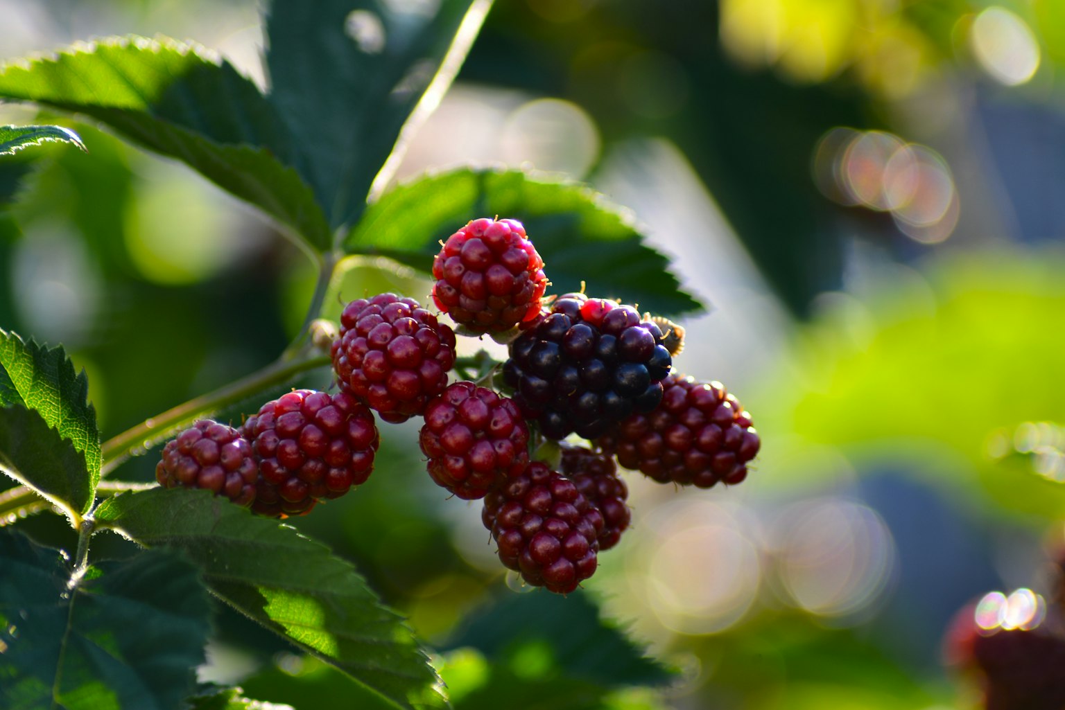 Ripe blackberries clustered among vibrant green leaves