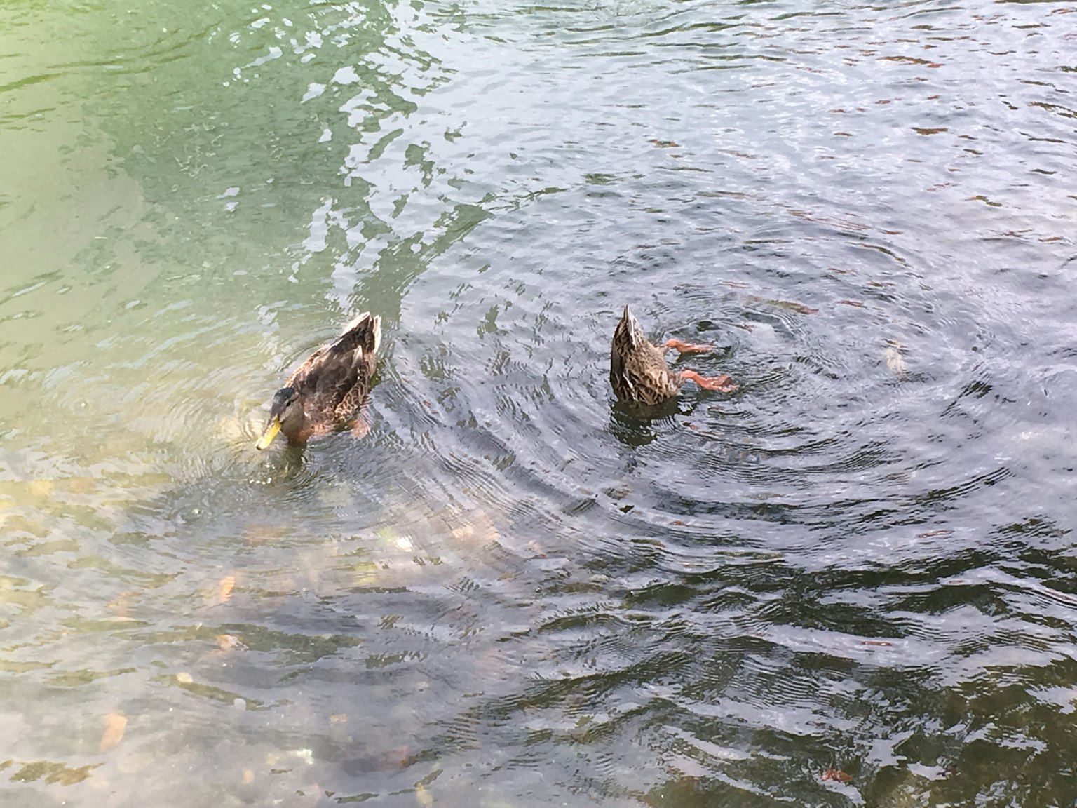 Dua bebek berenang di permukaan air dengan riak