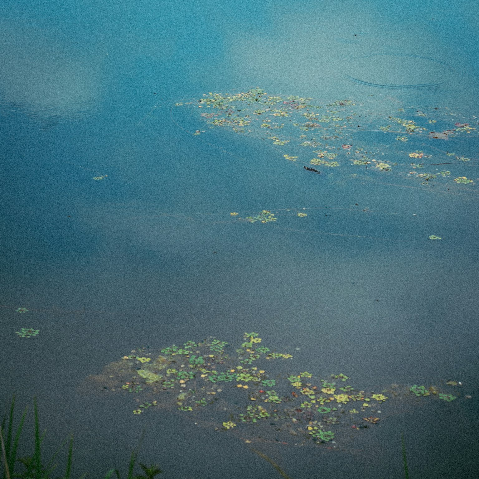 A serene water scene with green lily pads floating on blue water