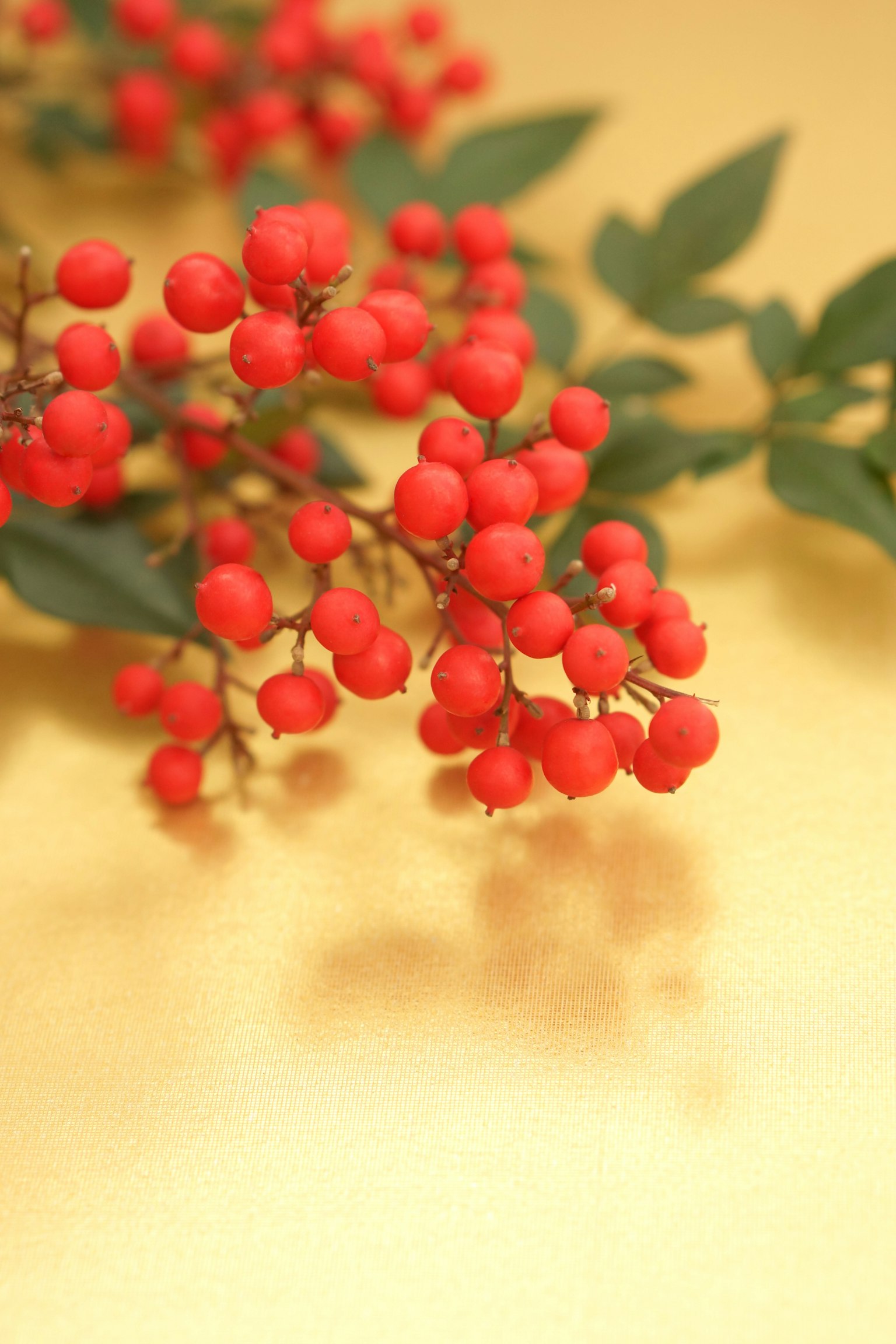 一根帶有紅色漿果和綠色葉子的枝條在金色背景上