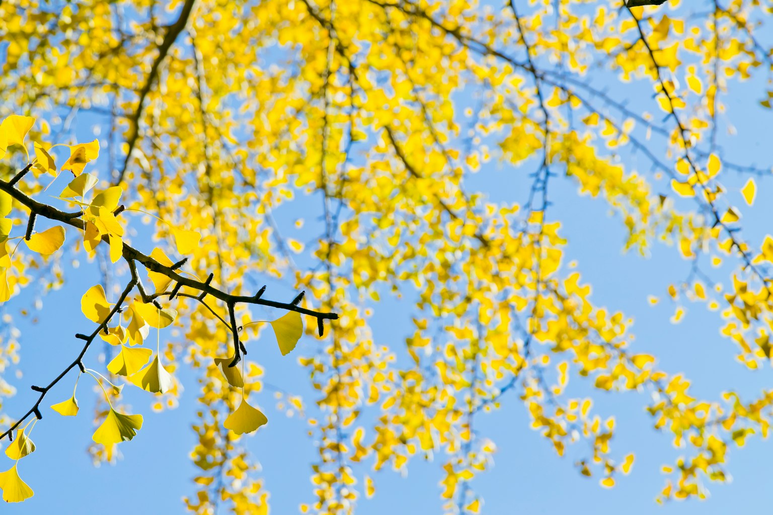Cabang pohon dengan daun kuning cerah di bawah langit biru yang cerah