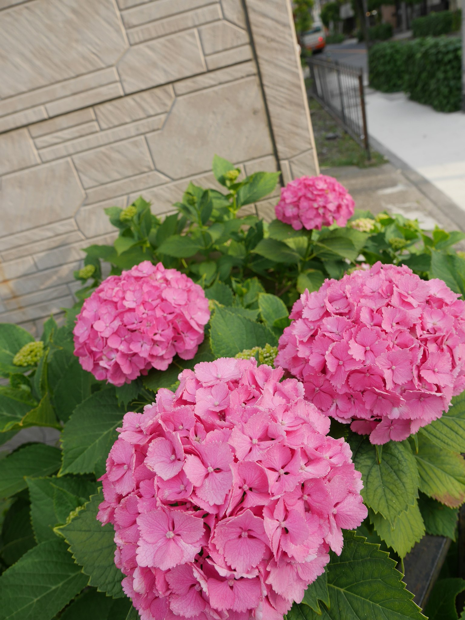 Flores de hortensia rosa en flor en un jardín