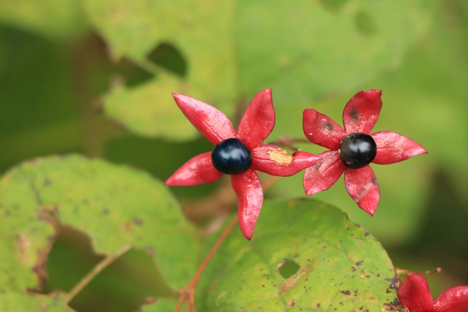 Piccole fiori rossi con centri neri che fioriscono tra le foglie verdi