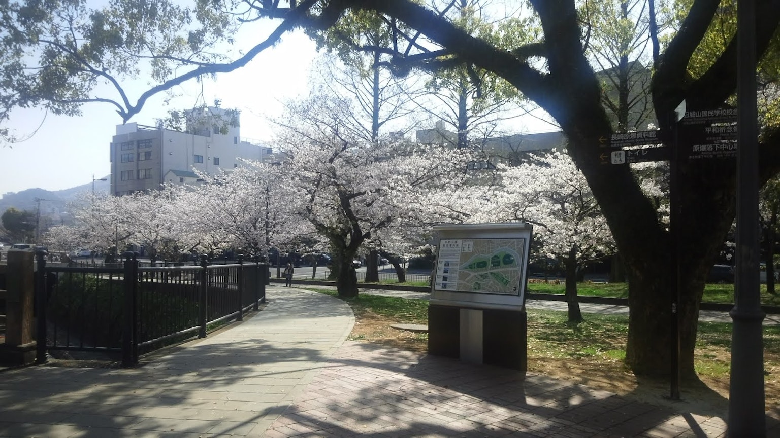 公园内樱花树的美景与背景建筑