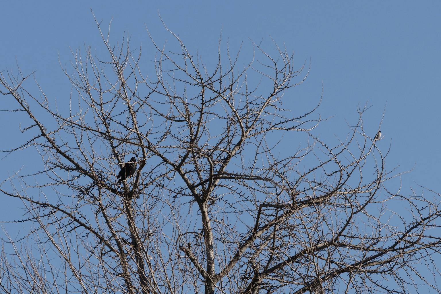 Dos aves posadas en las ramas de un árbol desnudo contra un cielo azul