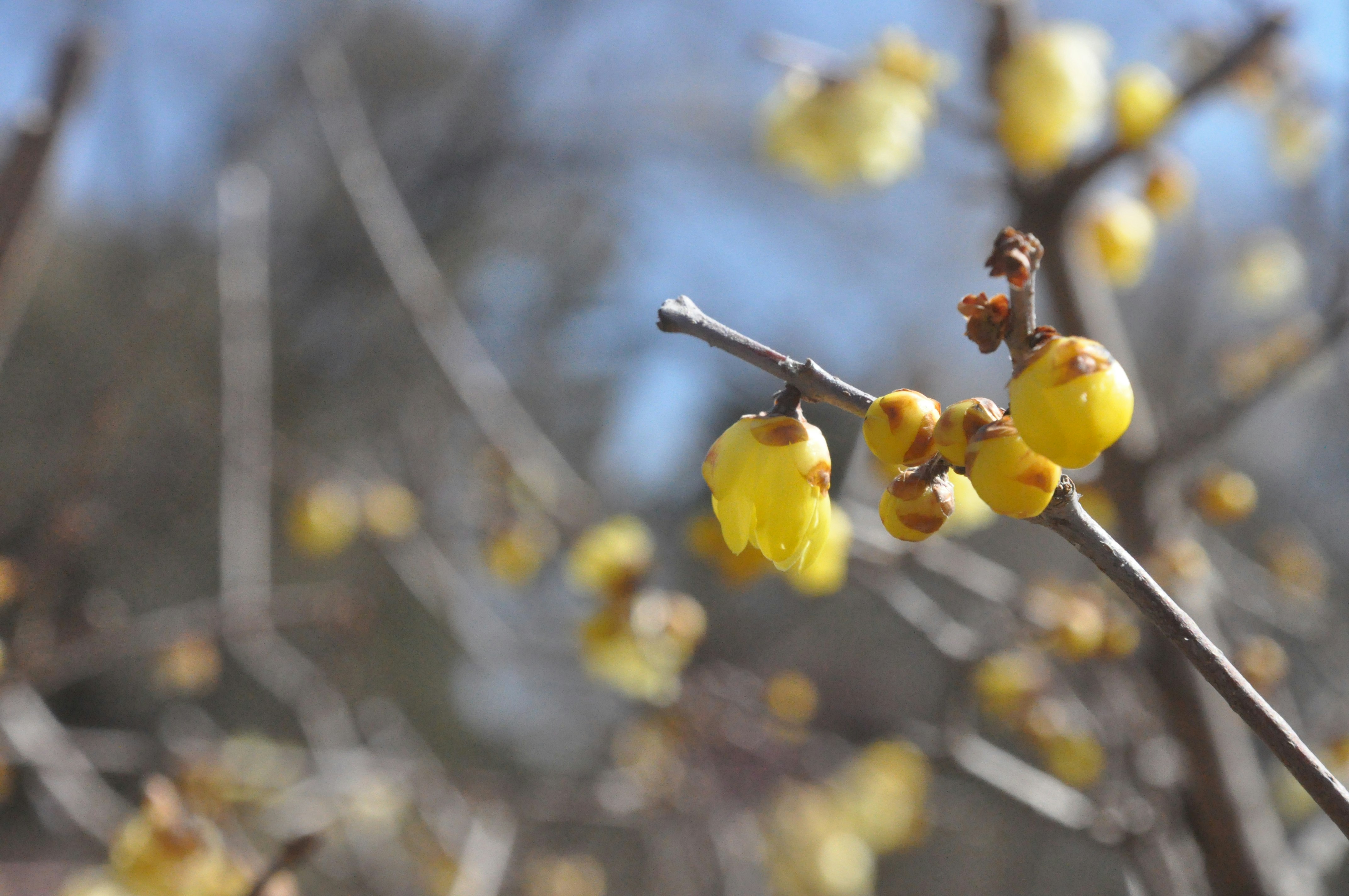 fiori gialli su un ramo con sfondo sfocato di cielo primaverile