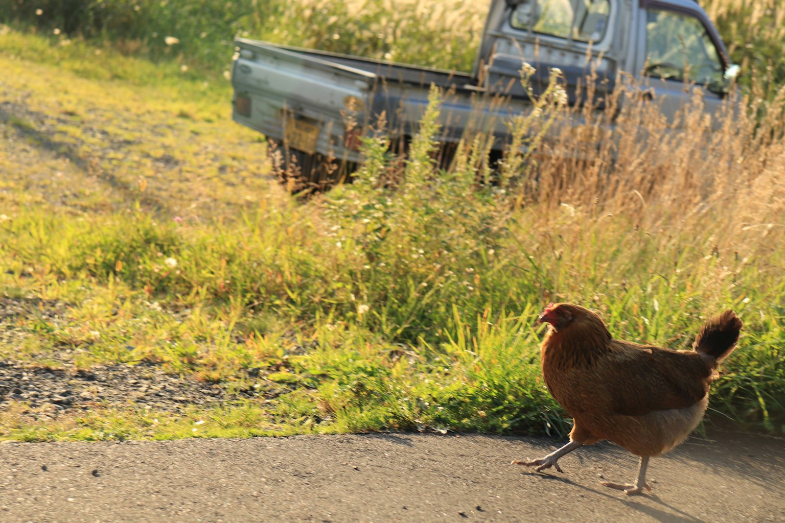 Poule brune marchant sur un chemin de ferme avec un camion en arrière-plan