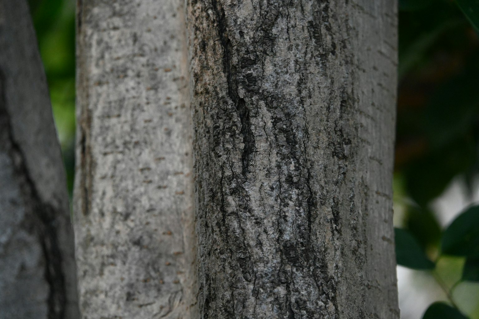 Detailed texture and patterns of a tree trunk