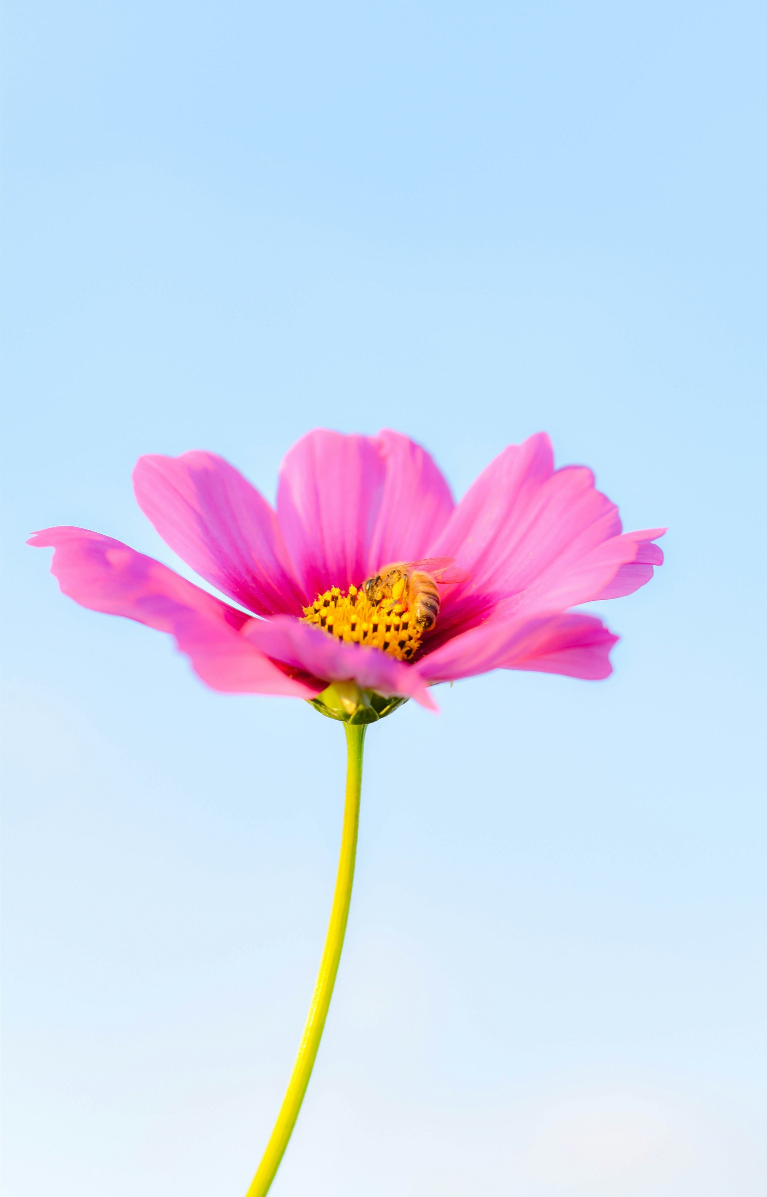 青空の下に咲くピンクの花のクローズアップ