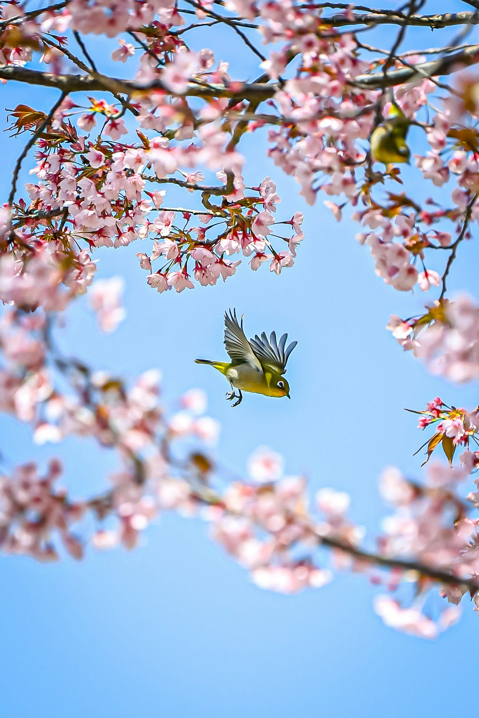 A bird flying among cherry blossoms with a blue sky background