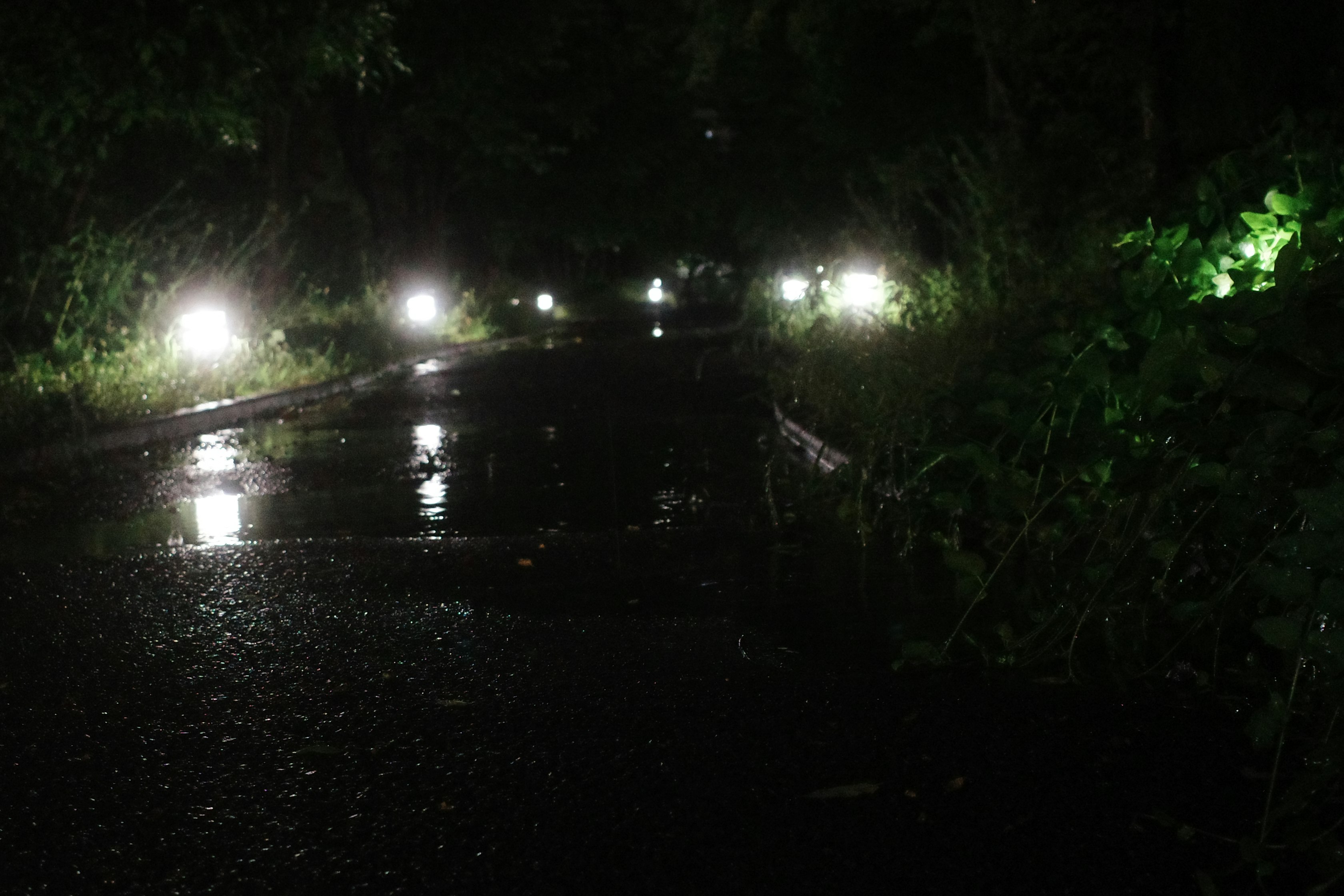 夜晚街灯倒映在湿润水面上的小路与树木