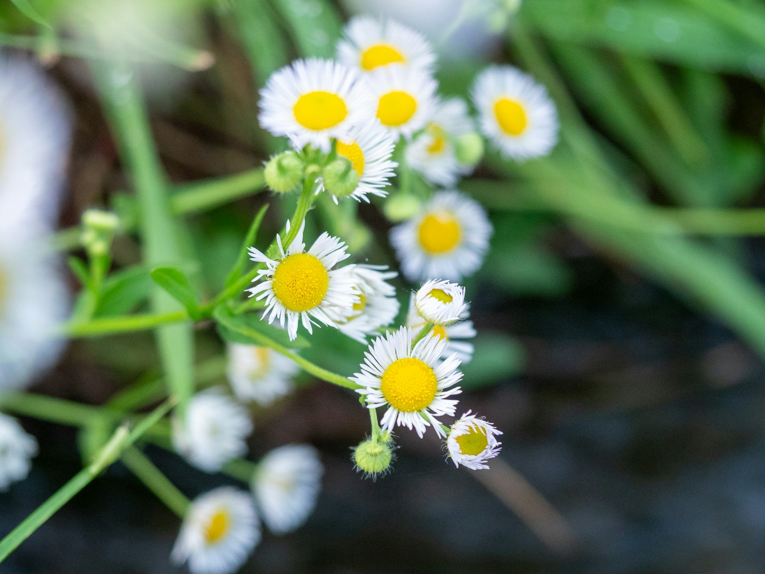 Petites fleurs blanches avec des centres jaunes entourées de feuilles vertes