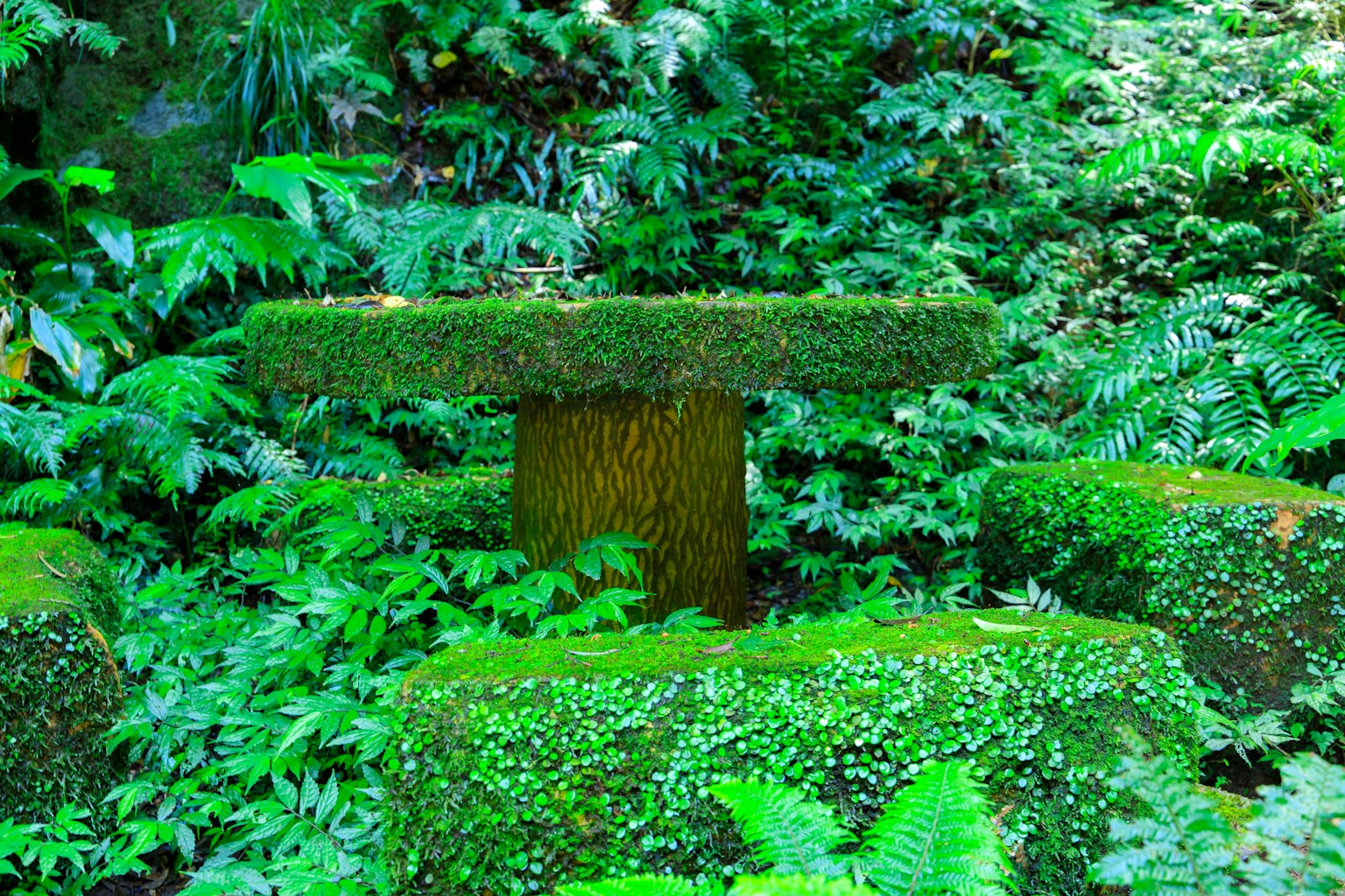 Tavolo e sedie coperti di muschio circondati da vegetazione verde lussureggiante