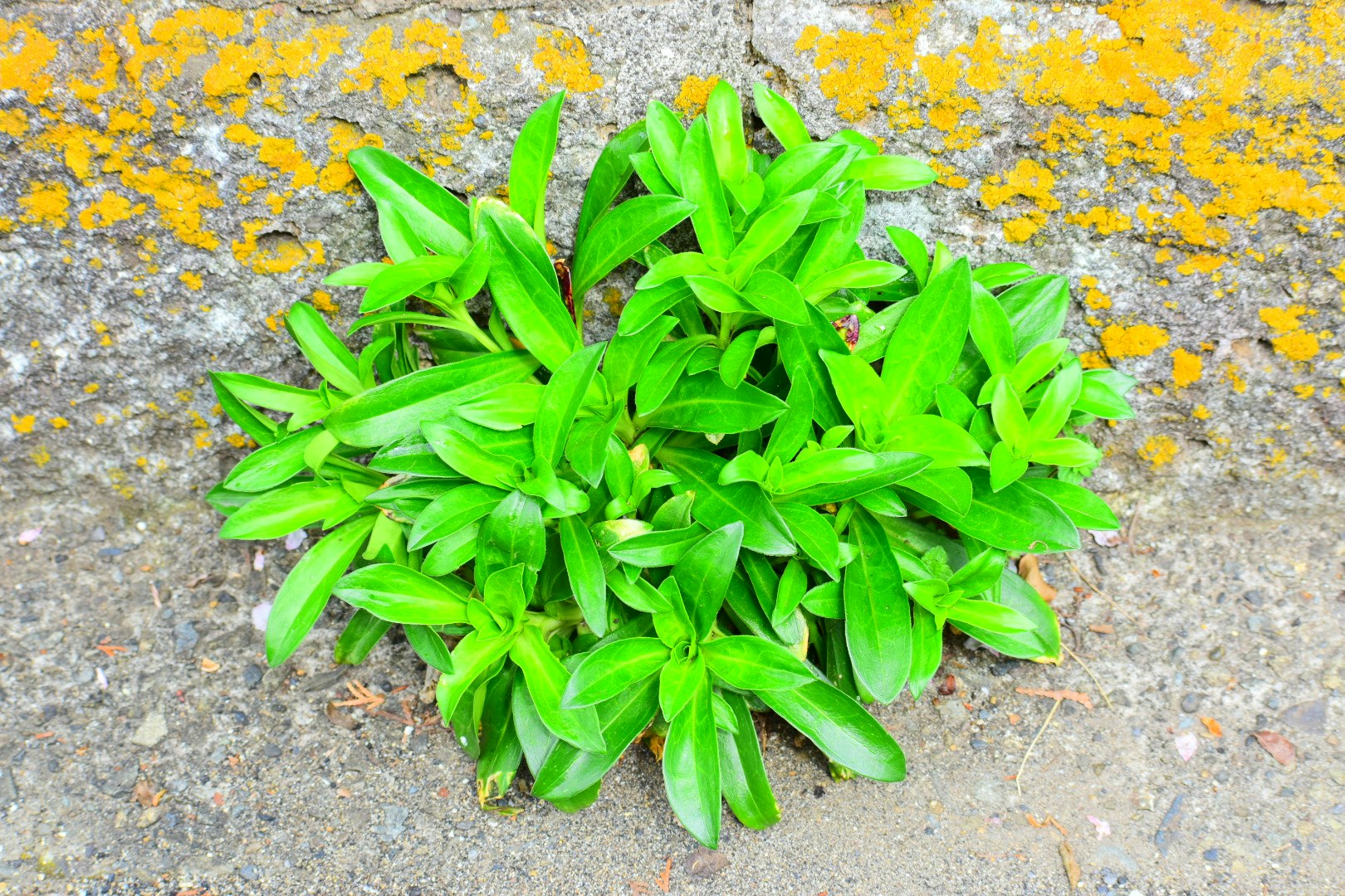 石畳の上に広がる草木の葉