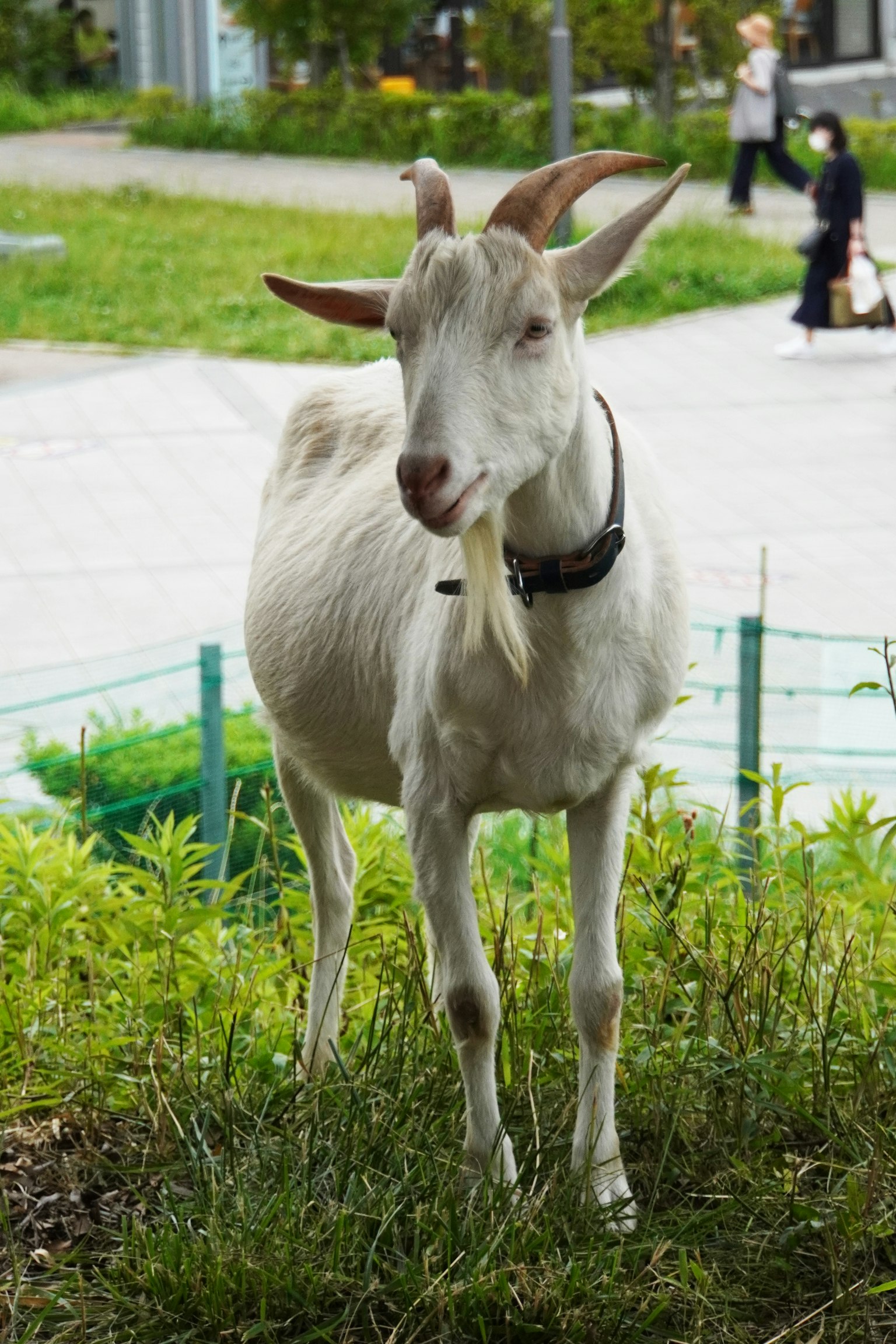 A white goat standing in grass with people walking in the background