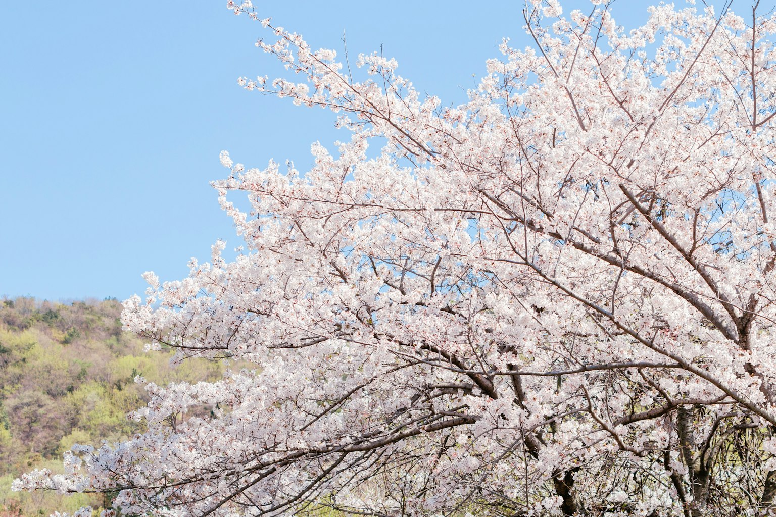 Cherry blossoms in full bloom under a clear blue sky
