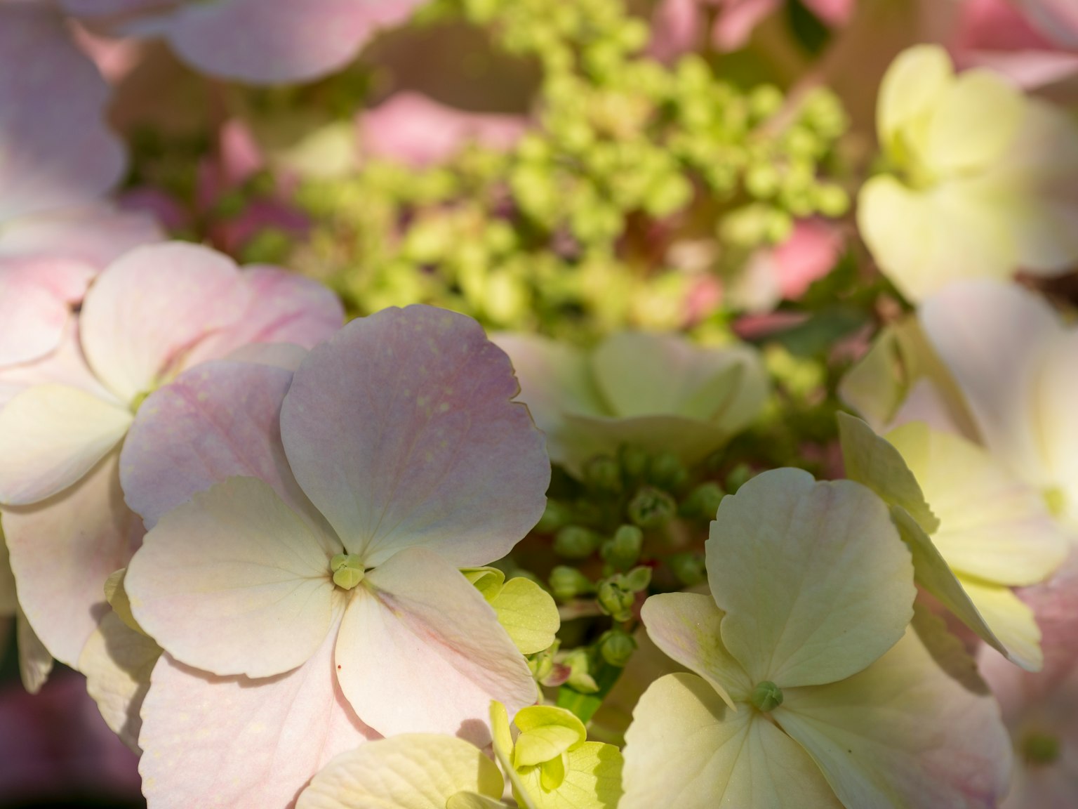 Primo piano di fiori di ortensia rosa pallido e crema