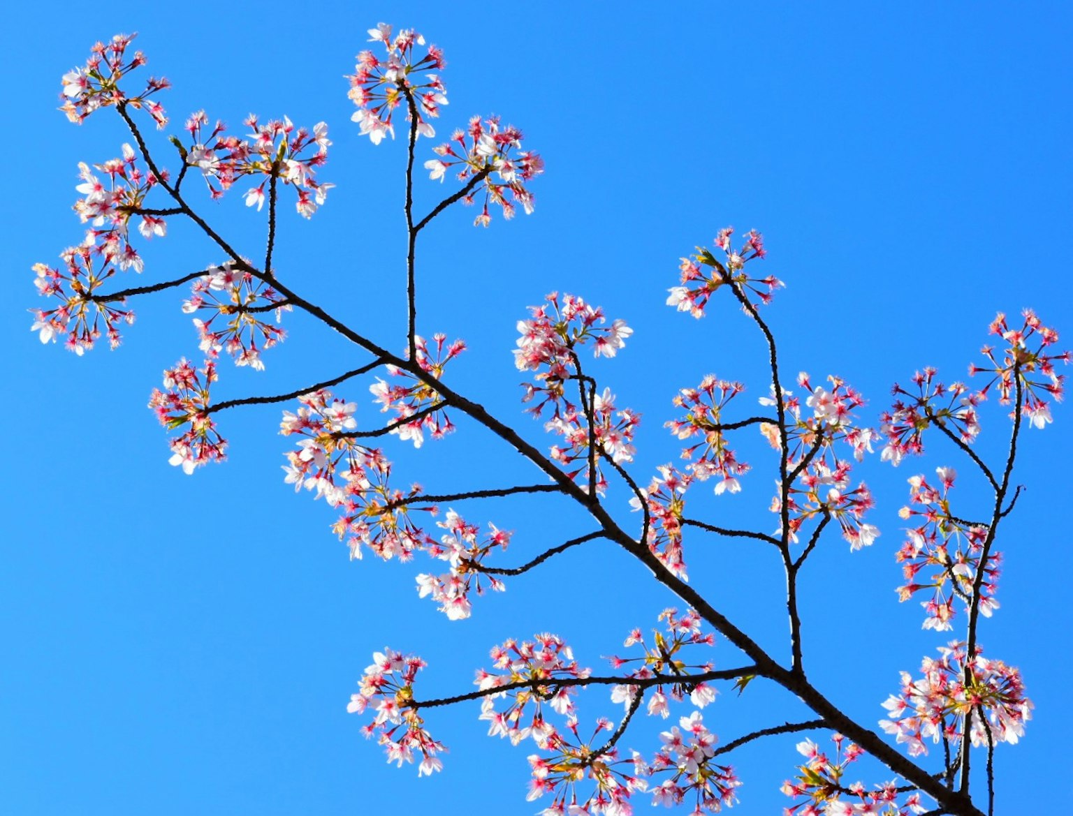 Cabang bunga sakura di latar belakang langit biru
