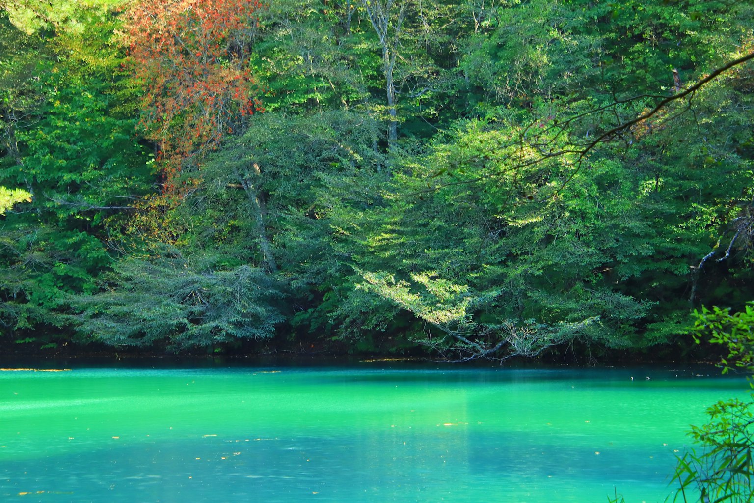 Superficie de agua turquesa con paisaje forestal exuberante