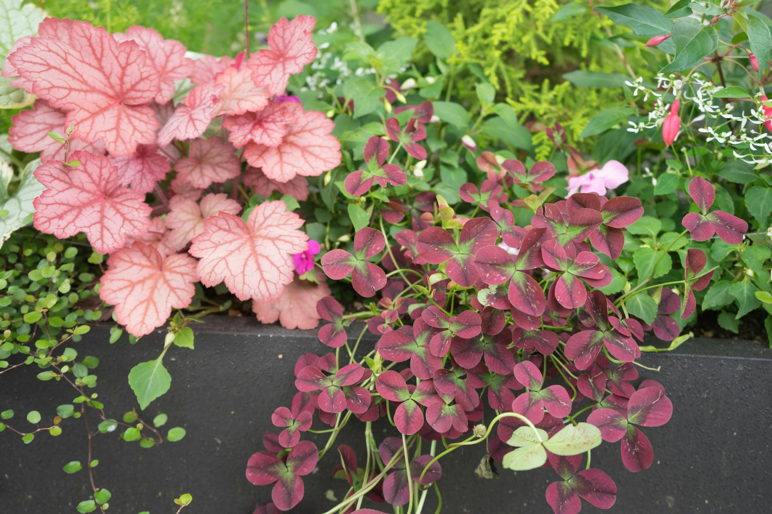Pianta con foglie rosa e pianta con foglie viola scuro vicine