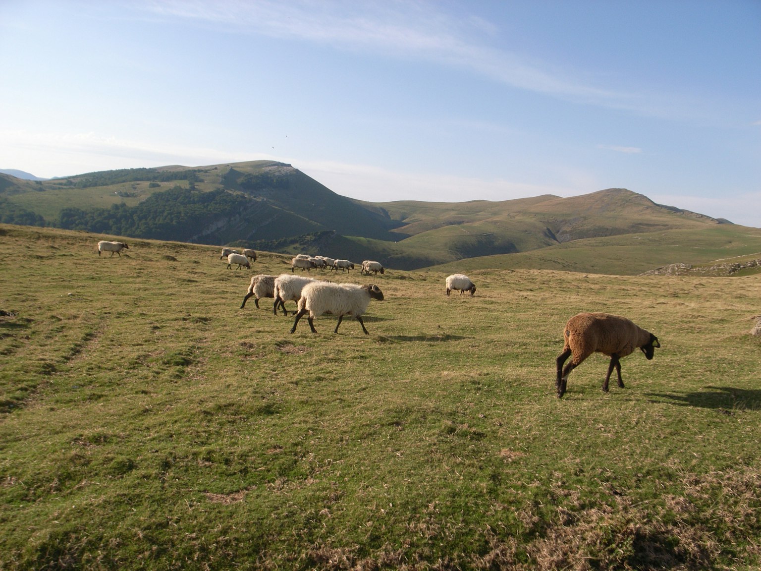 A landscape with sheep grazing on a lush green hillside