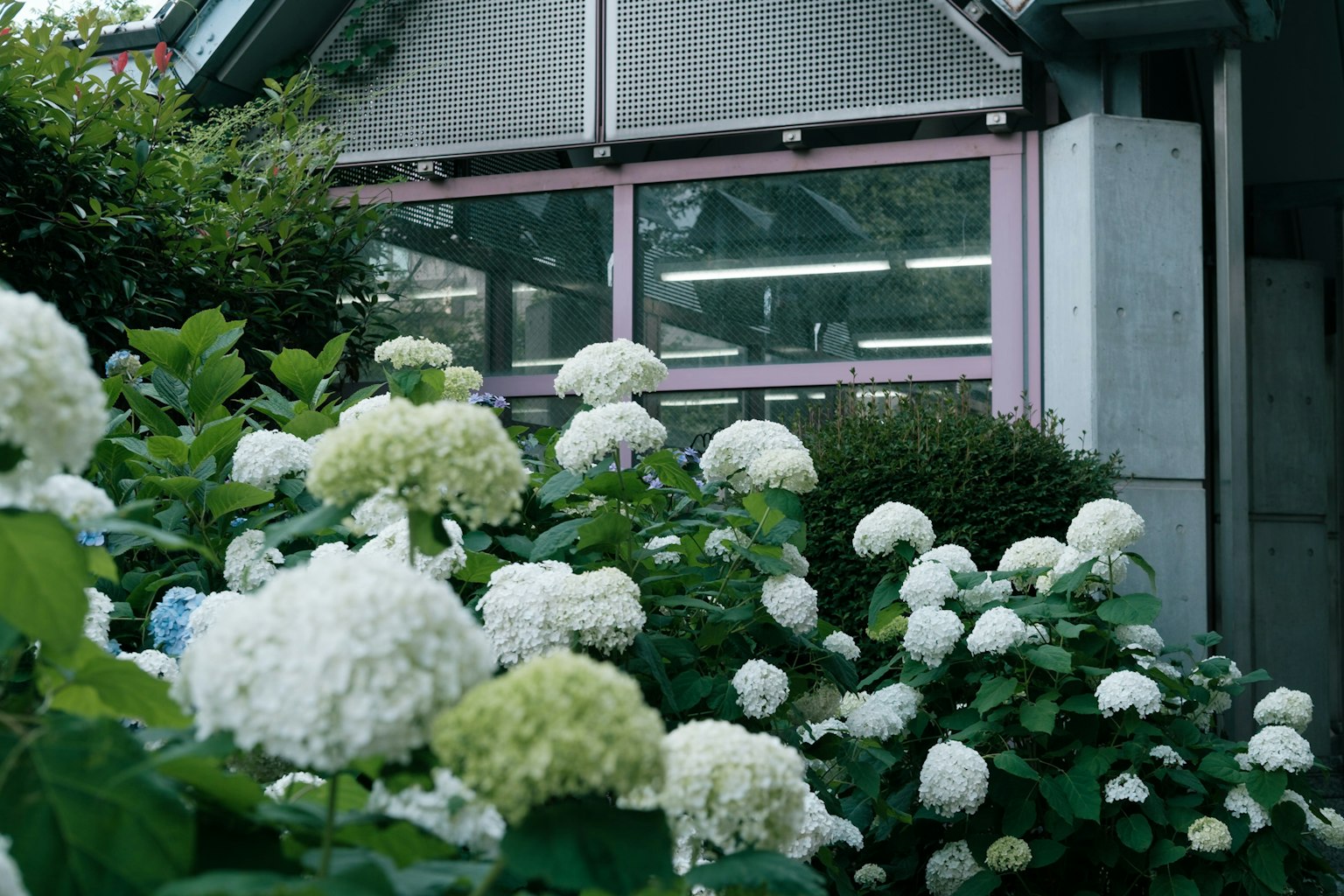 A garden with blooming white flowers and a building featuring glass windows