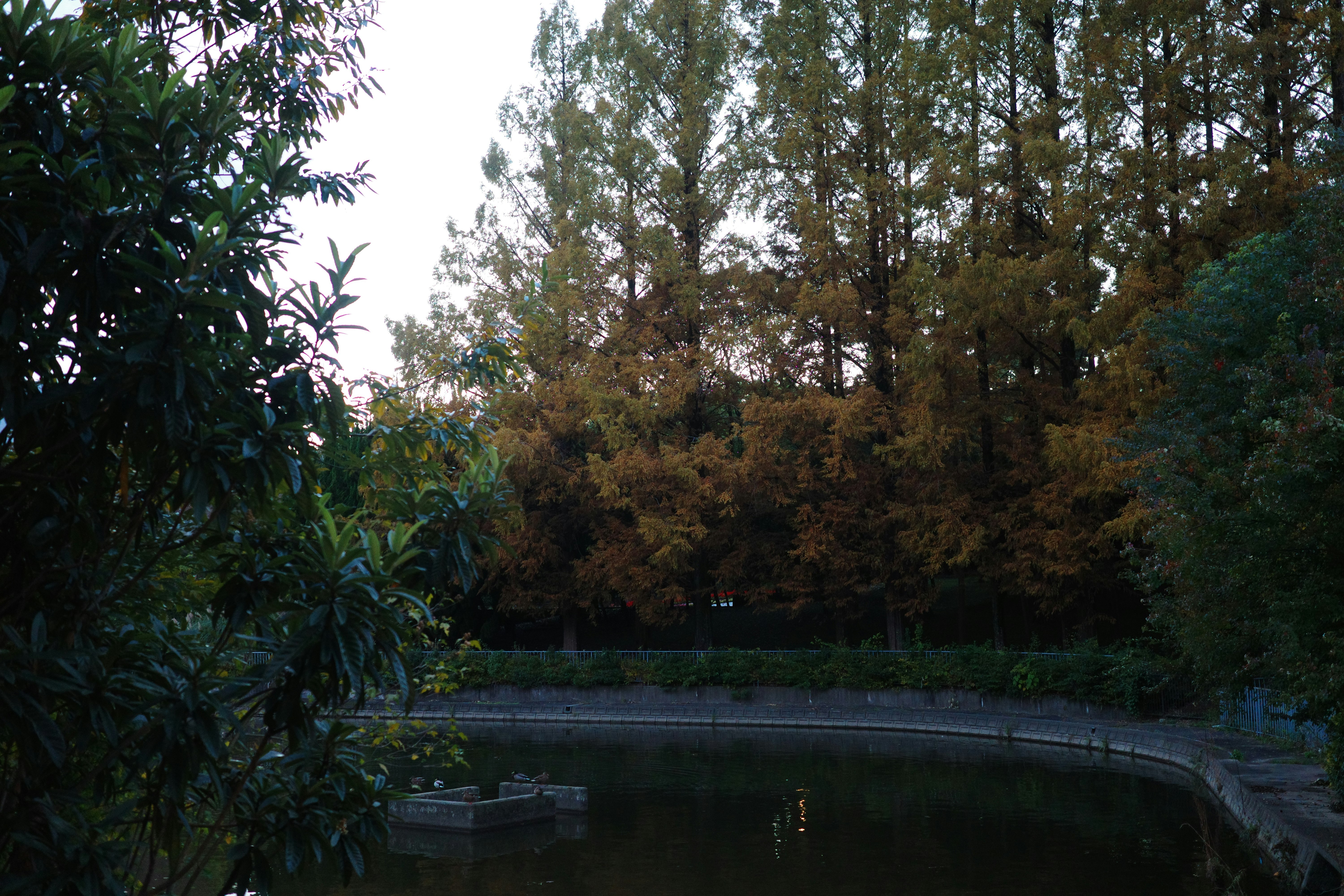 池のある庭園で木々が並ぶ夕暮れの自然風景